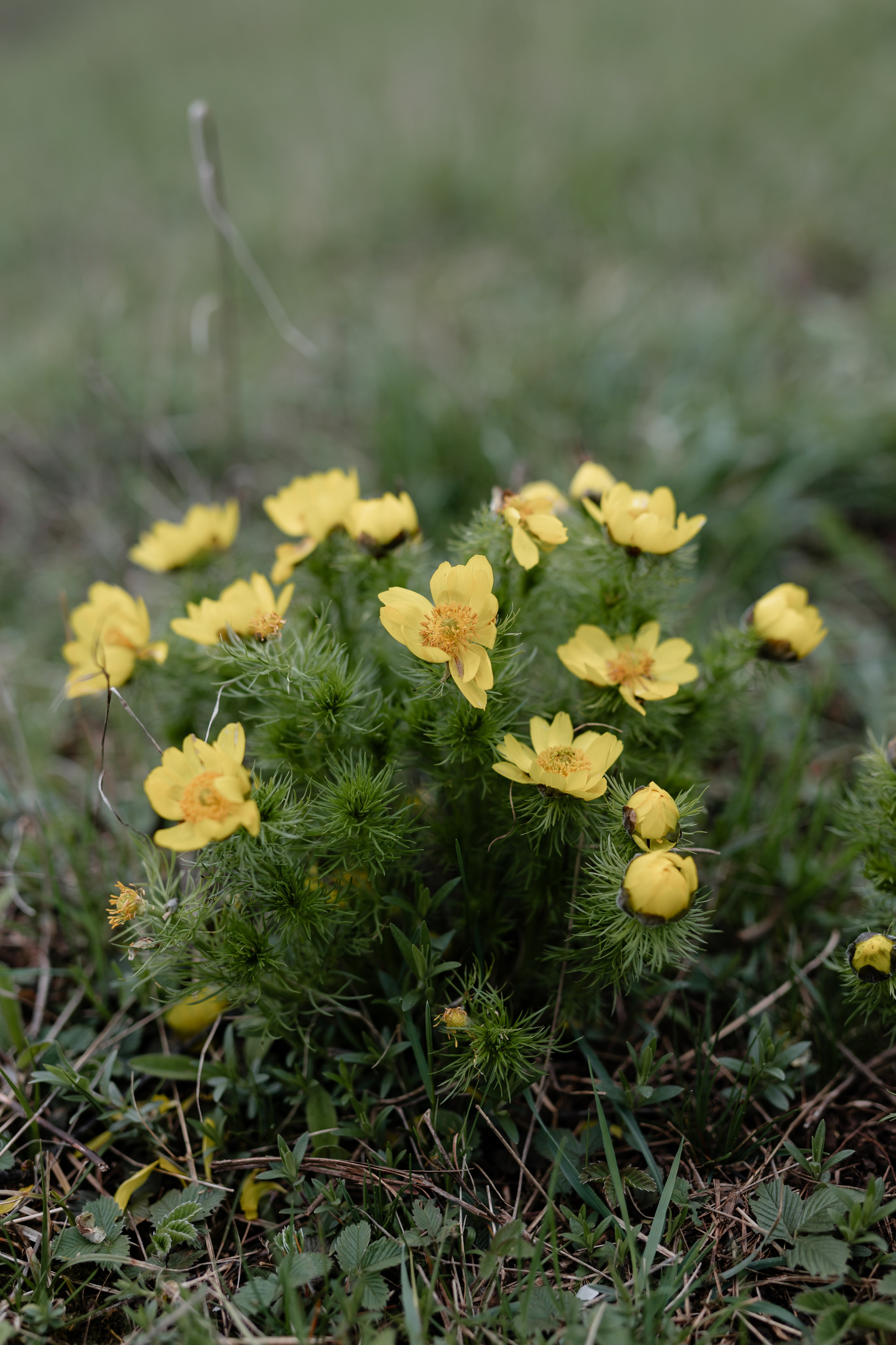 Casiana & Victor. Main