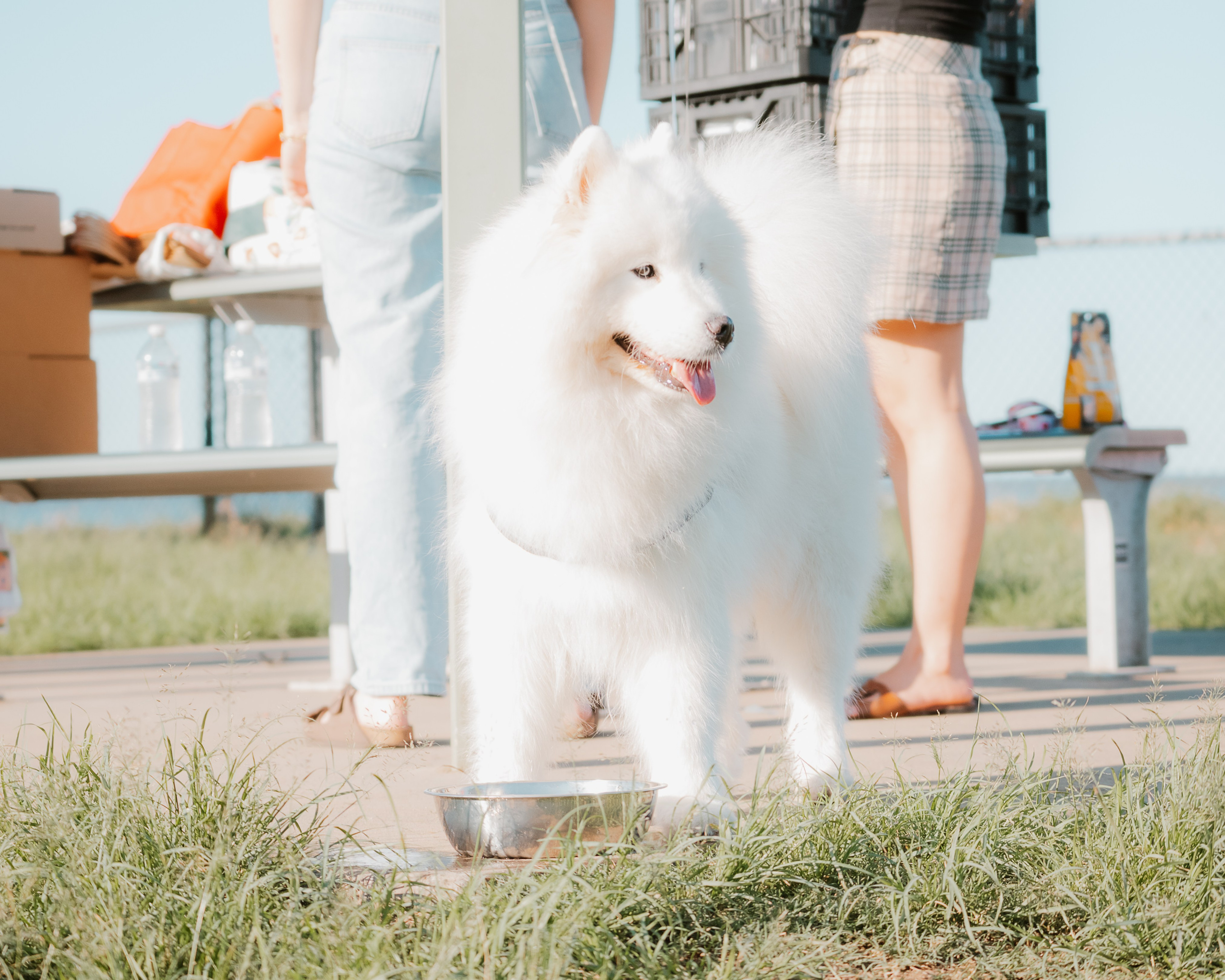 Dogs. Natural and candid photography Jean Santiago
