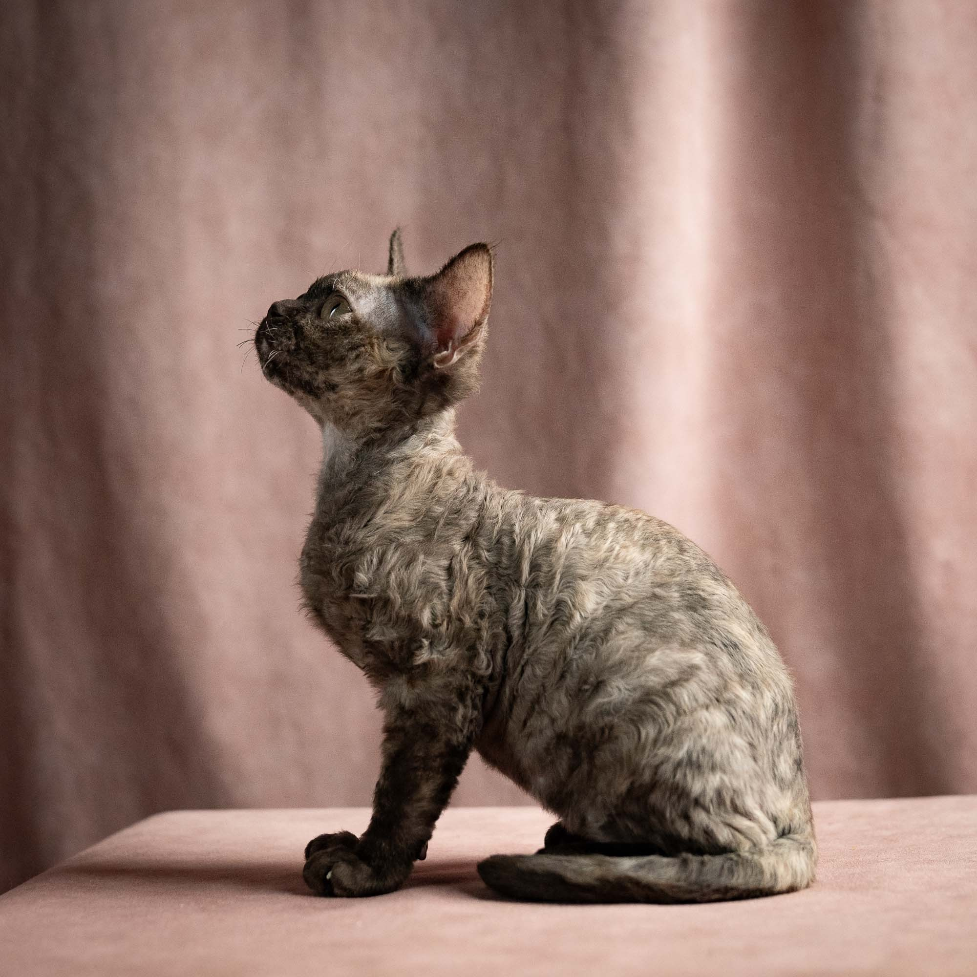 Olivia, girl, born 02.08.26. Devon Rex Pixie Cattery