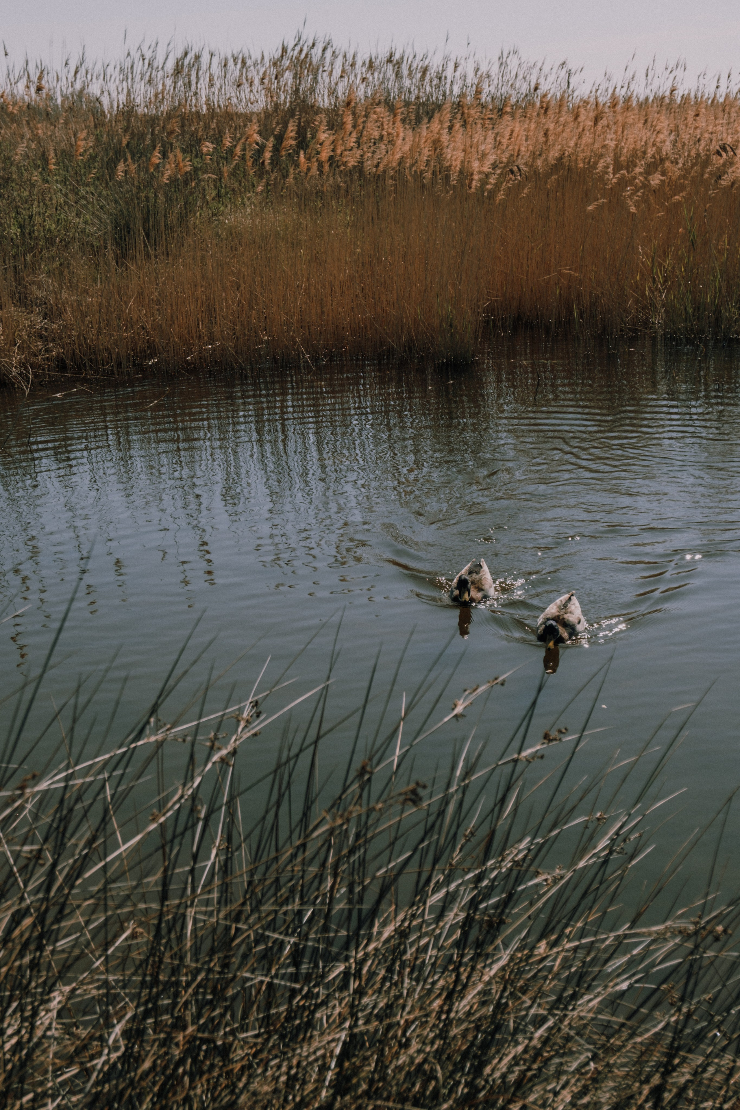 Индивидуальная фотосессия в парке. Профессиональная фотосъемка в Калафелле — Елена Медведева