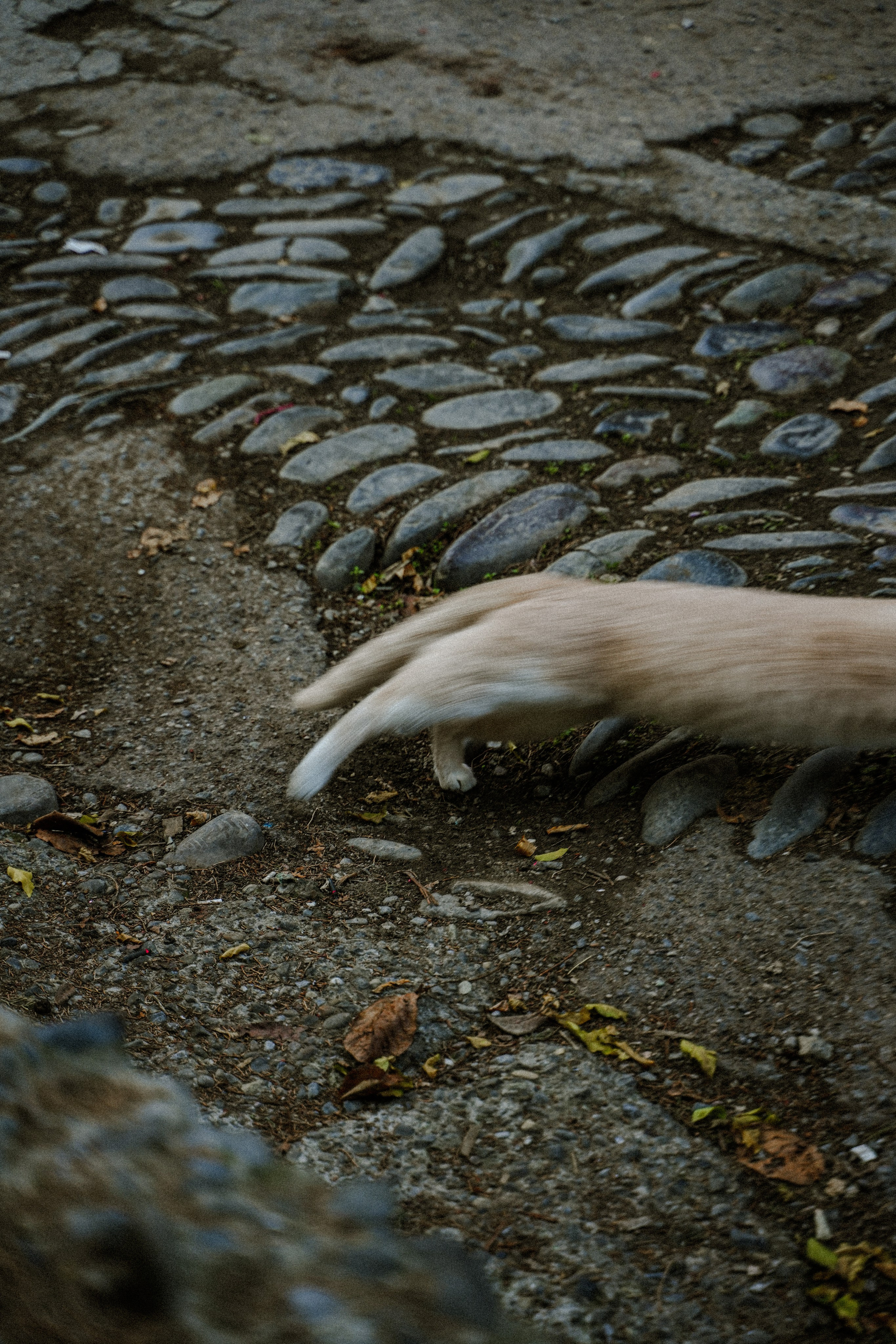 Кот шпедингера. Стрит-фотография, полная абсурда, идиотизма и красоты
