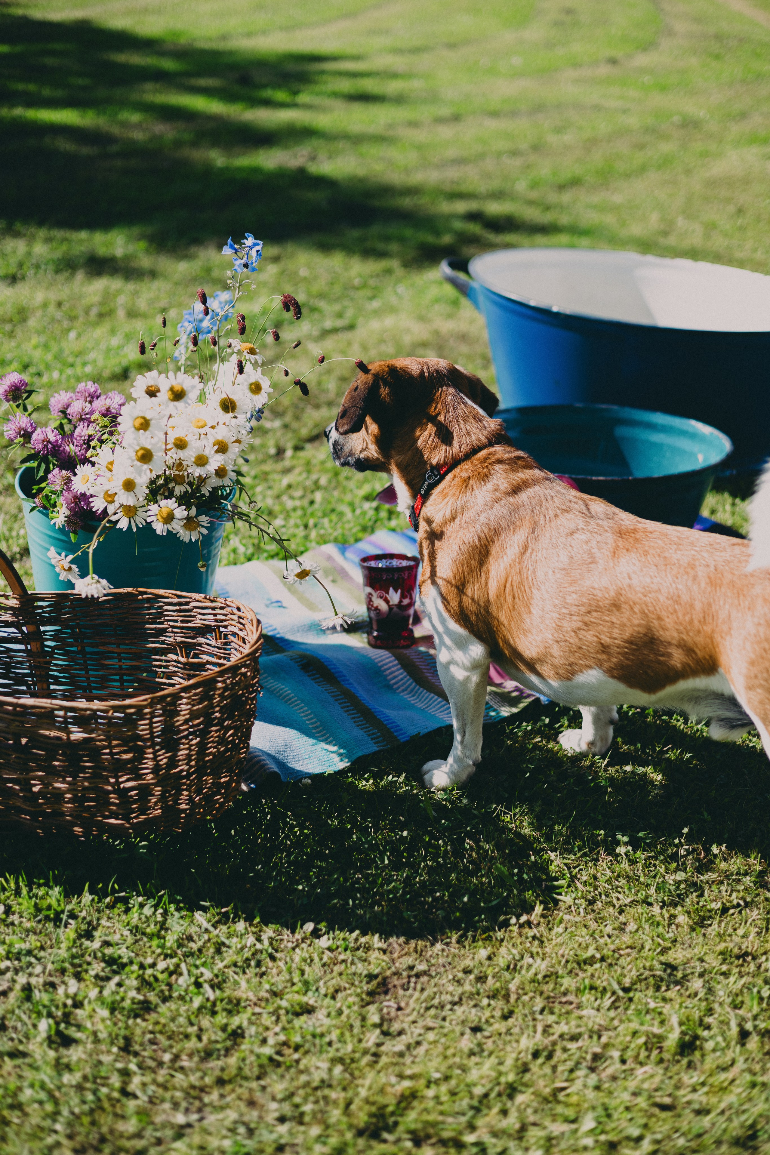 Vasara sode. Портретный фотограф Александра Самозванова