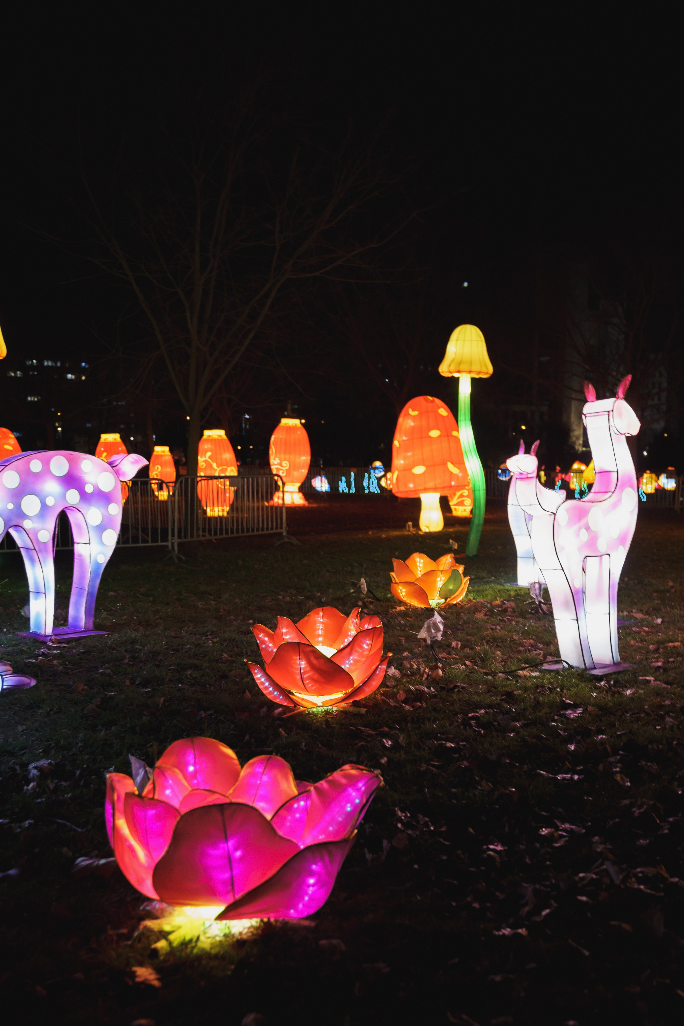 Svecano otvaranje Kineskog festivala svetla u Novom Sadu. Žukov Studio