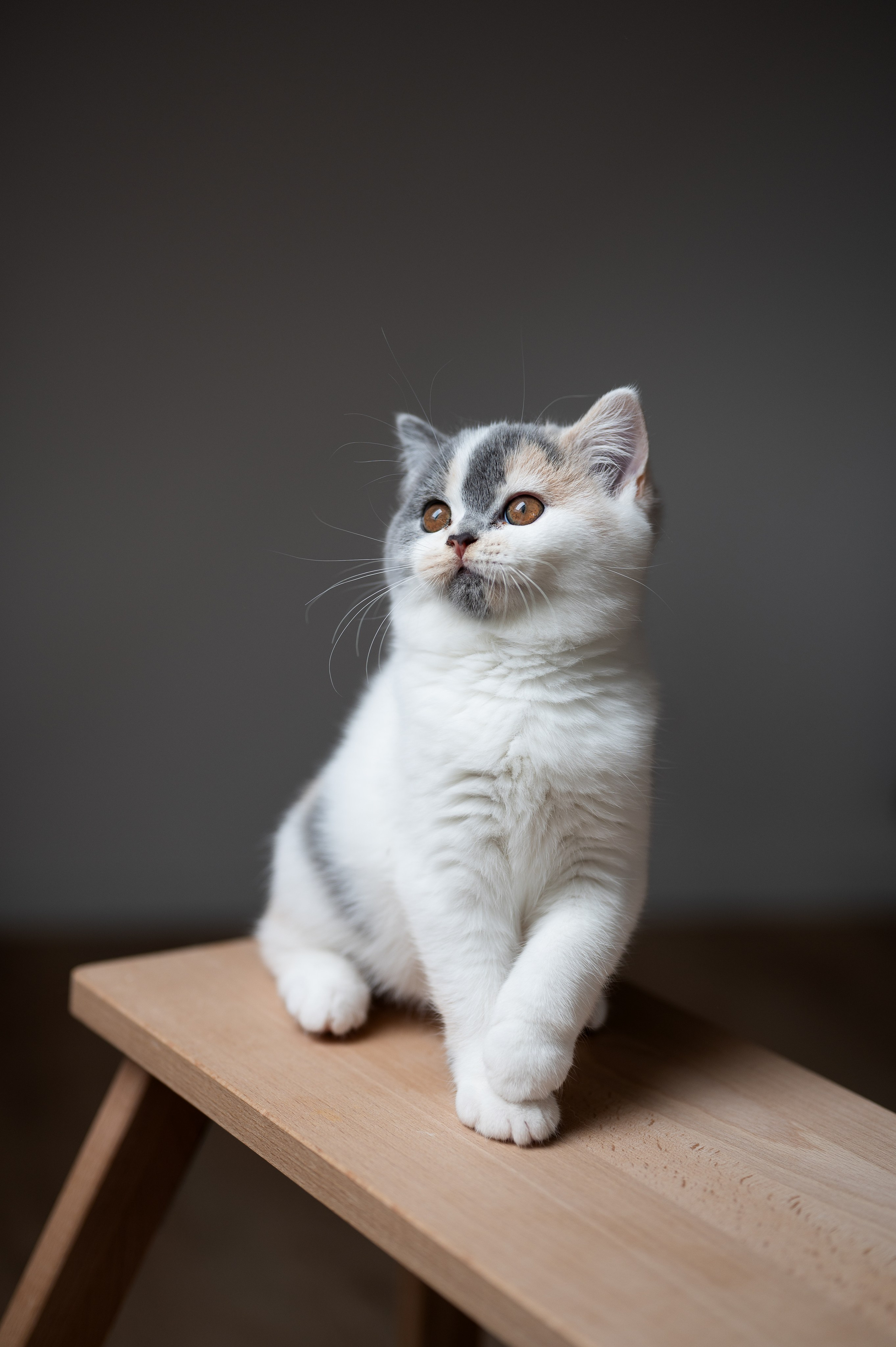 Kätzchen. Tierfotografie und Familienfotografie in der Hallertau
