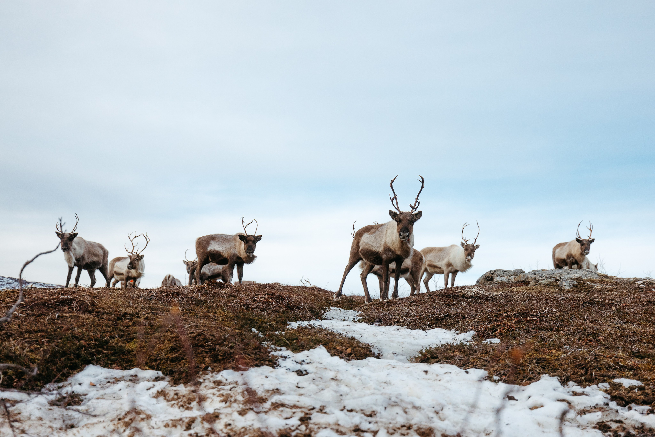 Tromso. Marius Ciocan