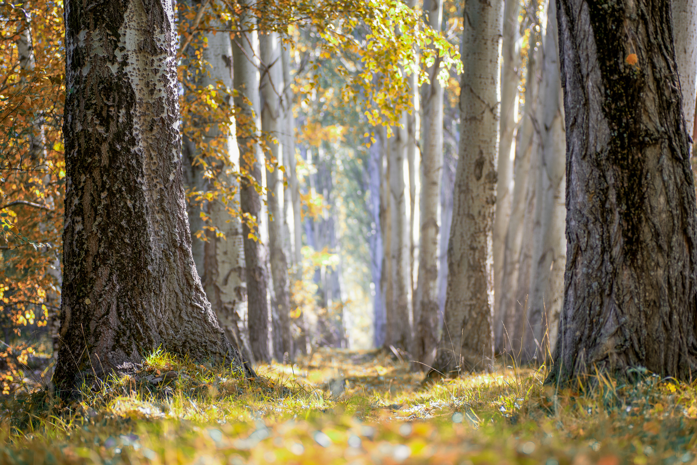 Пейзажи, предметная съемка, съемка еды, съемка интерьеров. Профессиональный фотограф в Бишкек Сергей Зорин