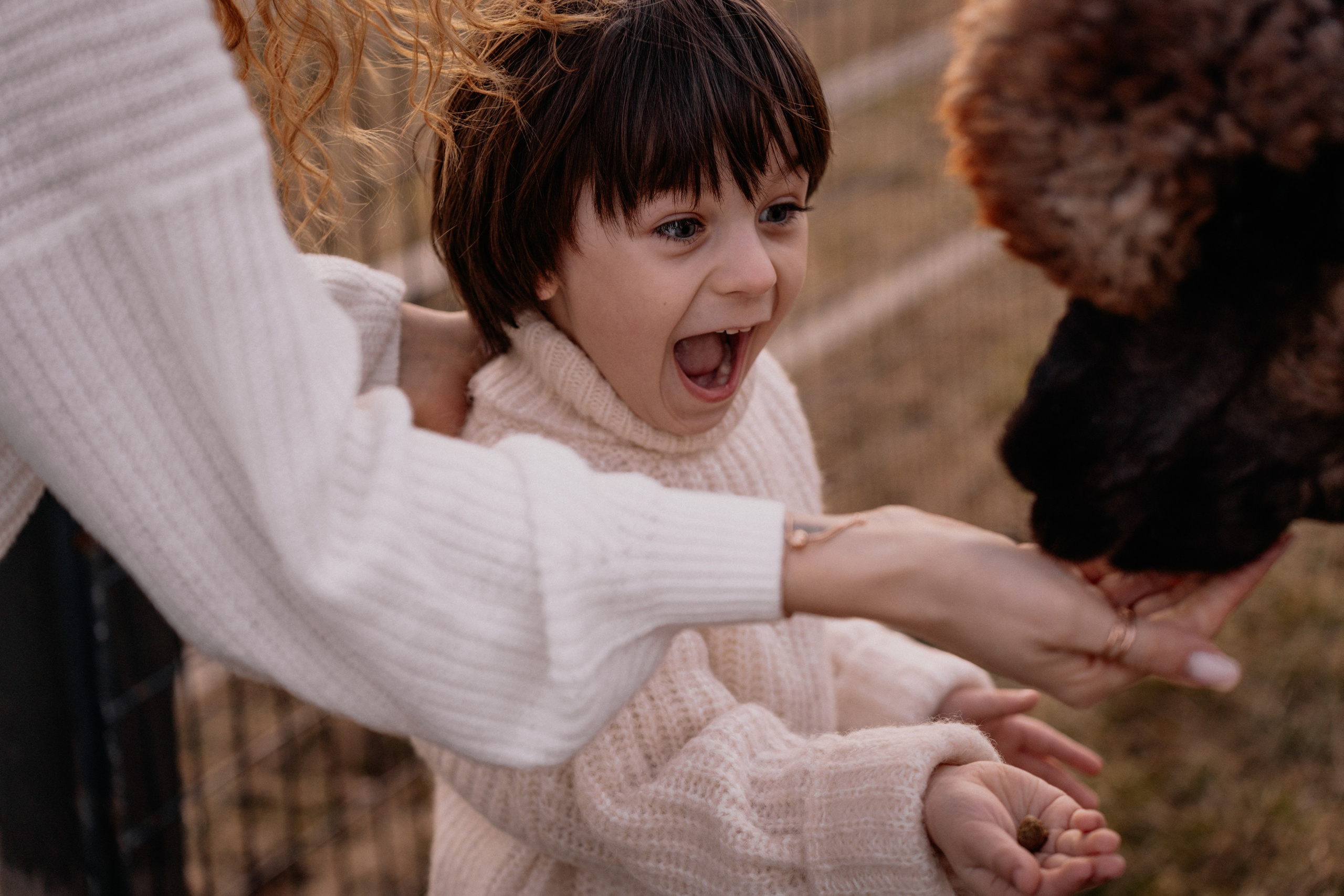 Alpaca’s farm. Wedding and family photographer and videographer PA, NJ, NY, DE, MD
