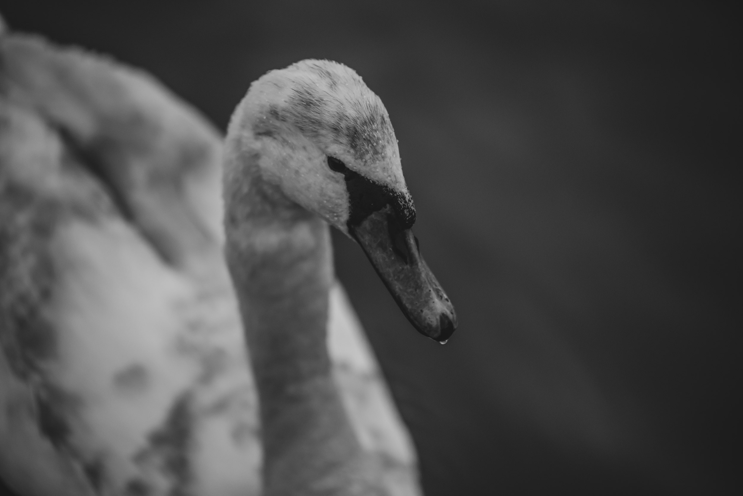 Krakow. Photographer in Yerevan