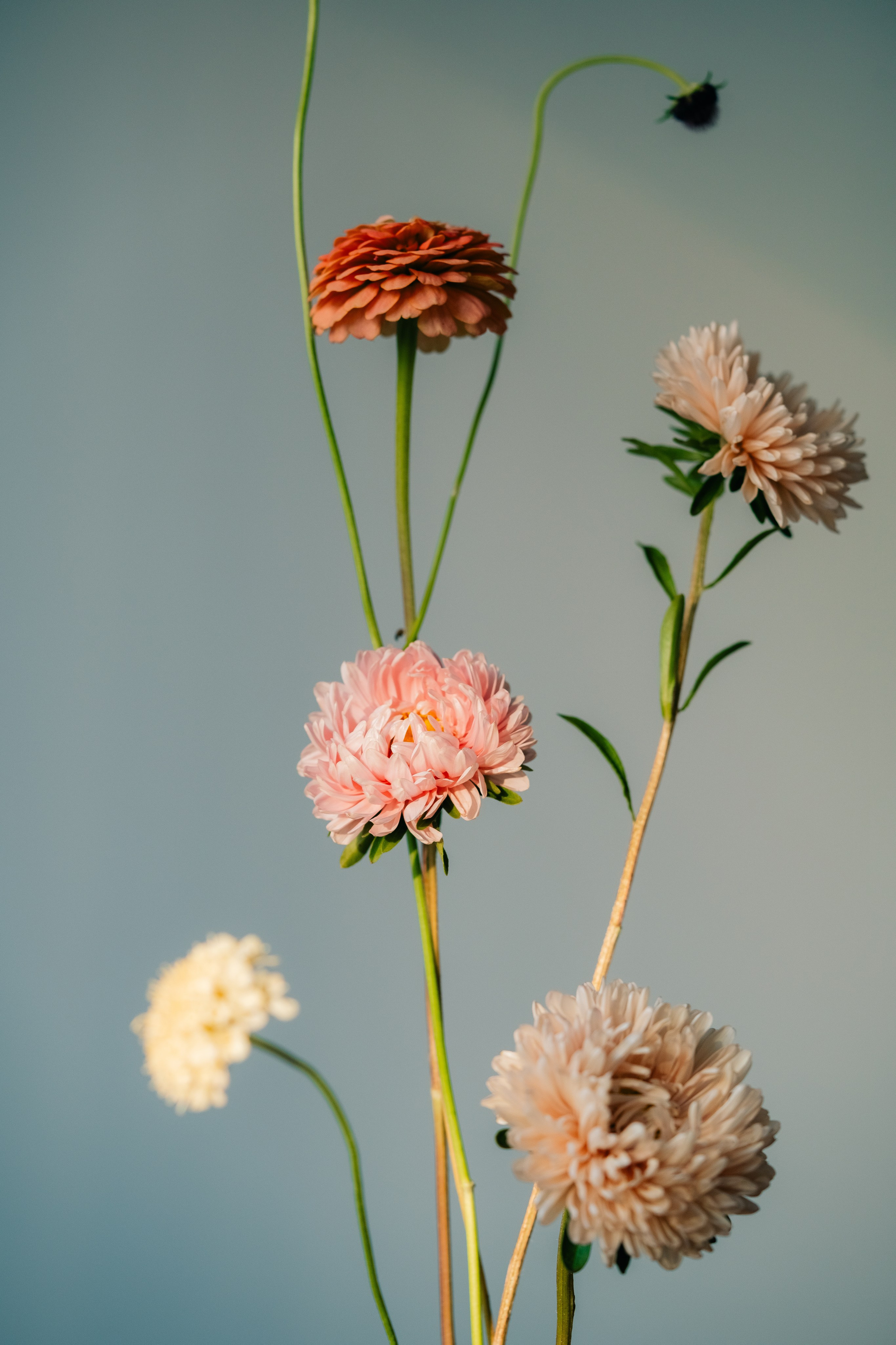 Элегантная цветочная композиция с разнообразными цветами. Элегантная цветочная композиция, состоящая из множества цветов розовых и оранжевых оттенков. Цветы искусно расположены на длинных стеблях, создавая динамичную композицию на нейтральном фоне.