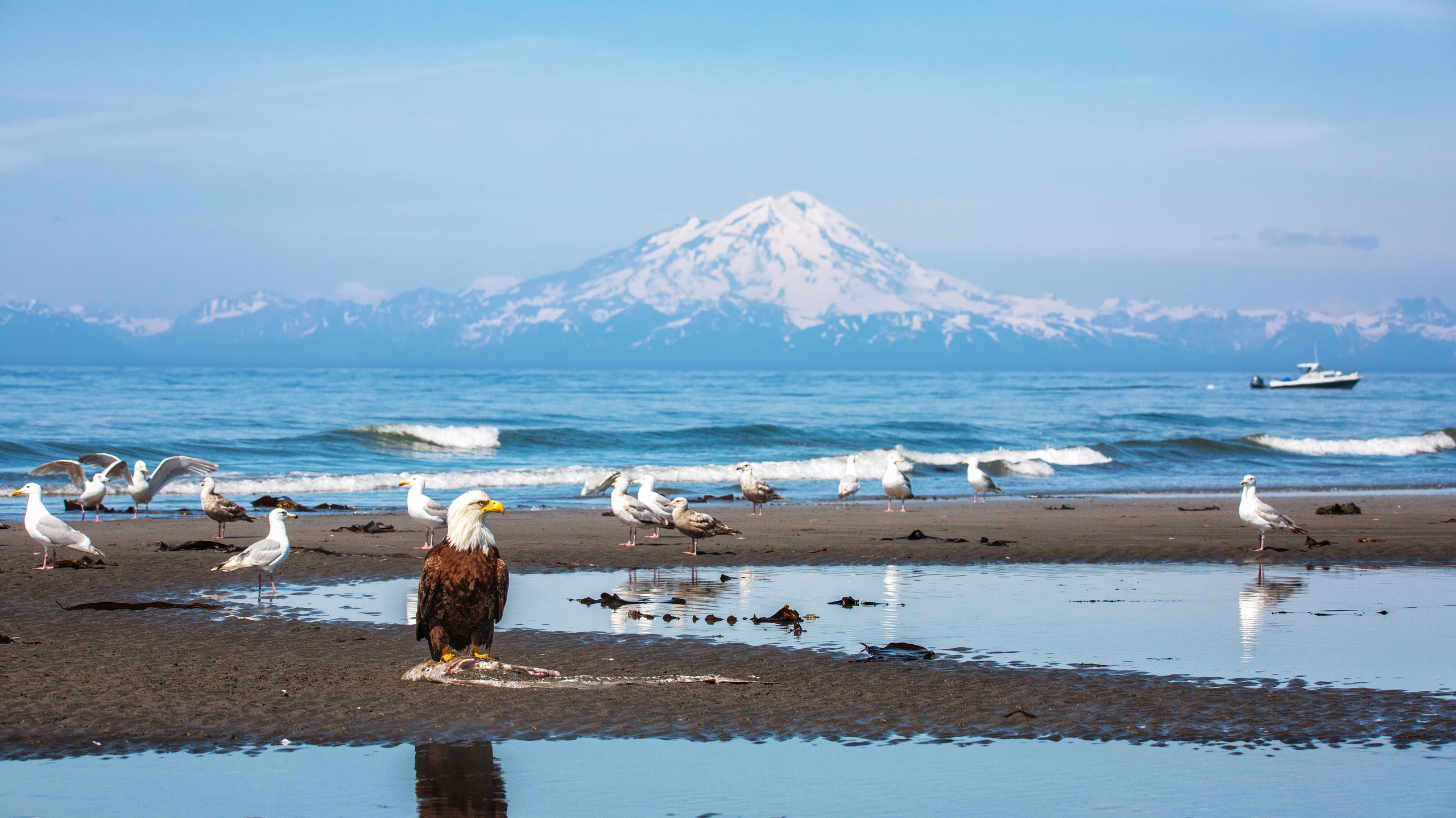 Alaska. Pet, Senior, Landscape, portrait studio, photographer in Miami and Sou