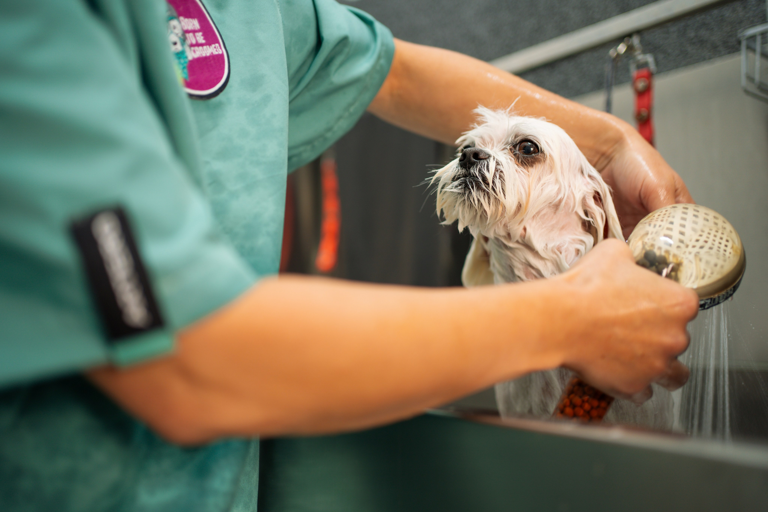 PetGroom Timisoara. Cozac Cristian Photographer