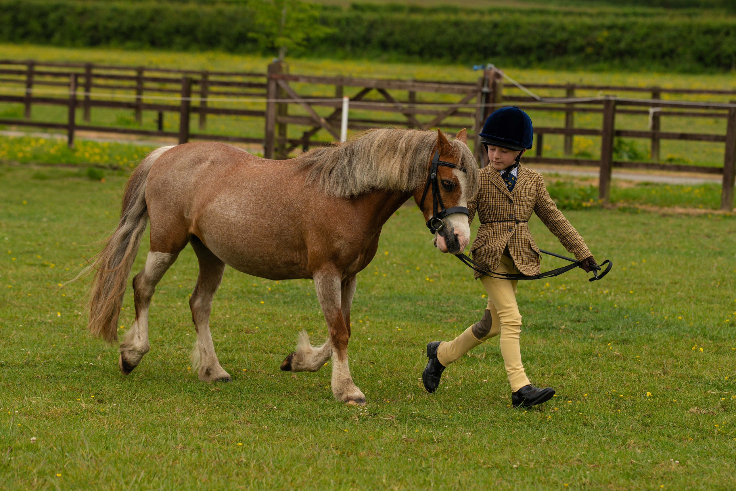 Showing. Leicestershire Equine Photography by El | Authentic Equine Portraits & Events