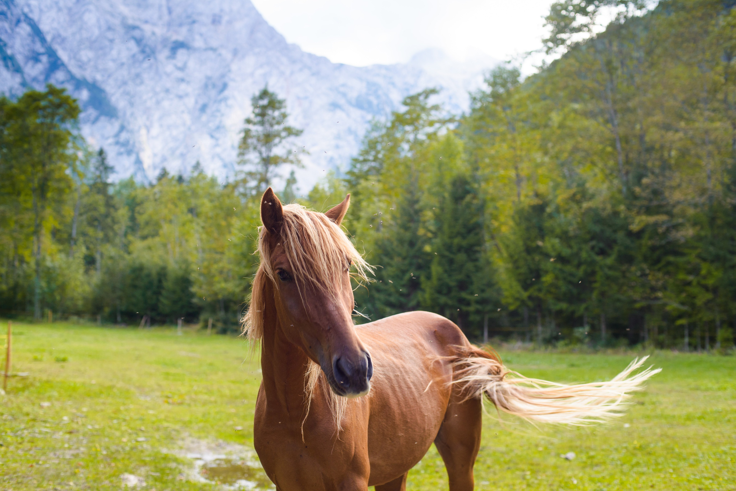 Family photoshoot in Logarska valley. Wedding and Family Photographer in Slovenia