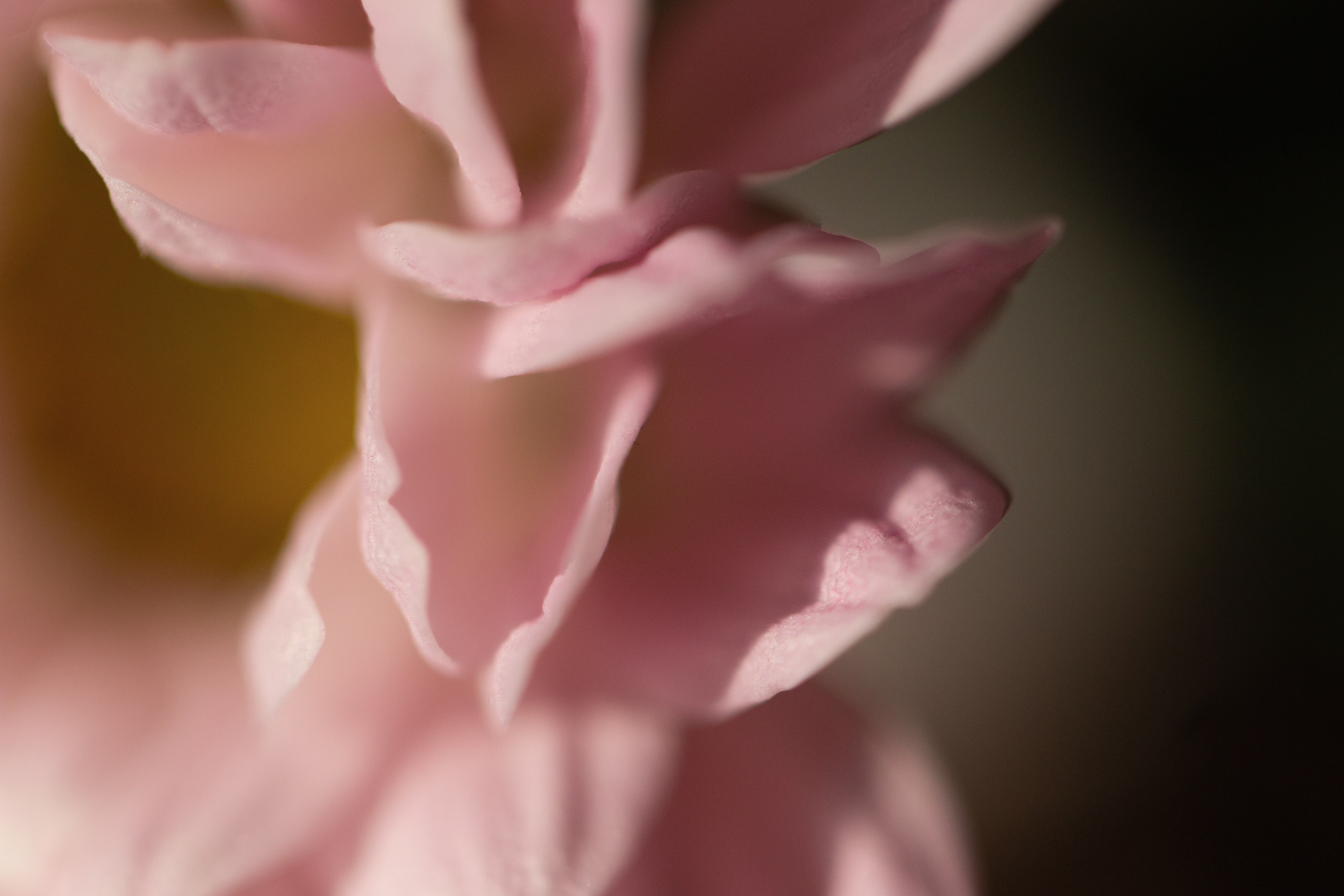 Abstract macro composition of layered pink petals, highlighting soft tones and gentle depth in floral form