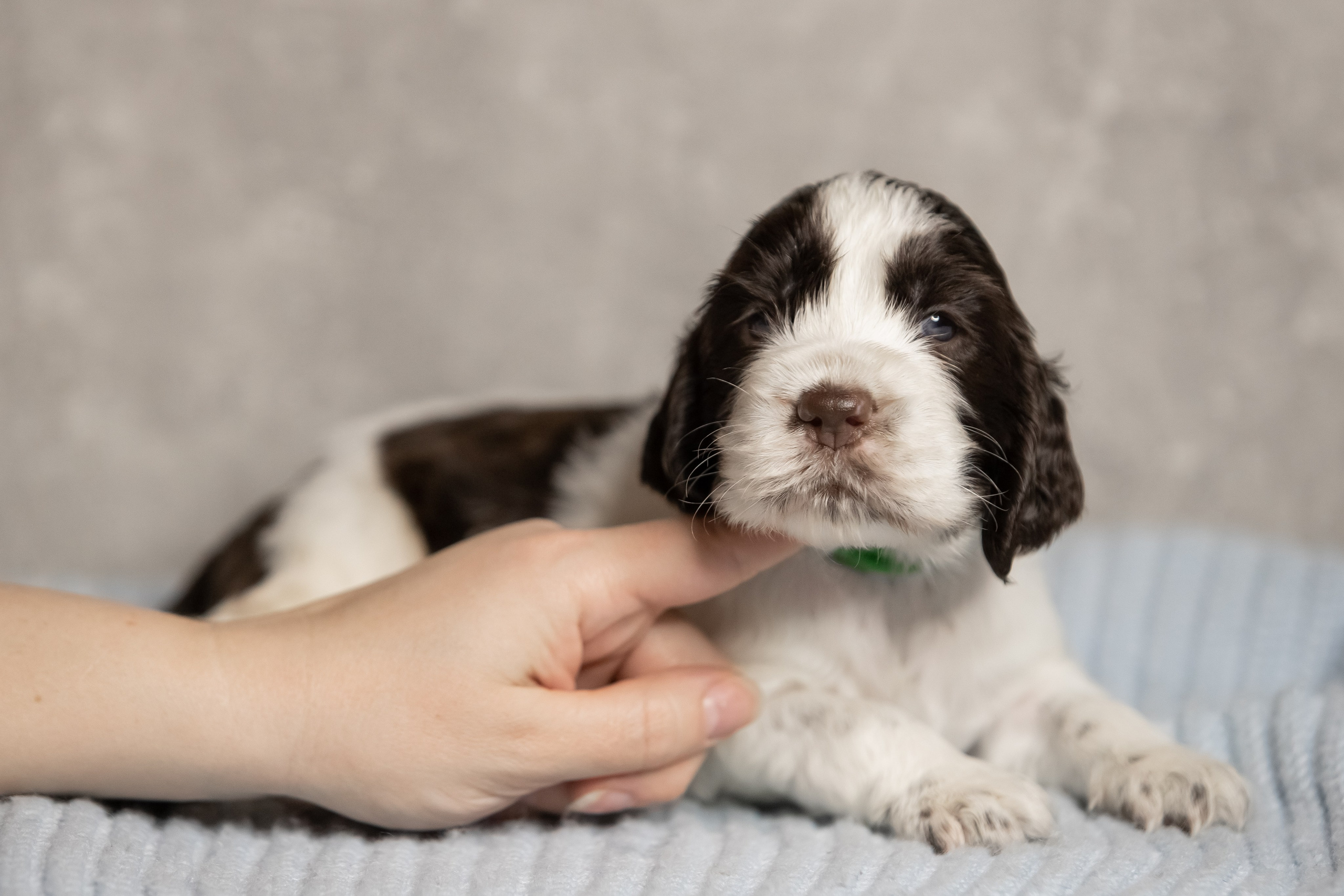 Male — Green collar 💚. Website of the titled stud dog of the Springer Spaniel breed