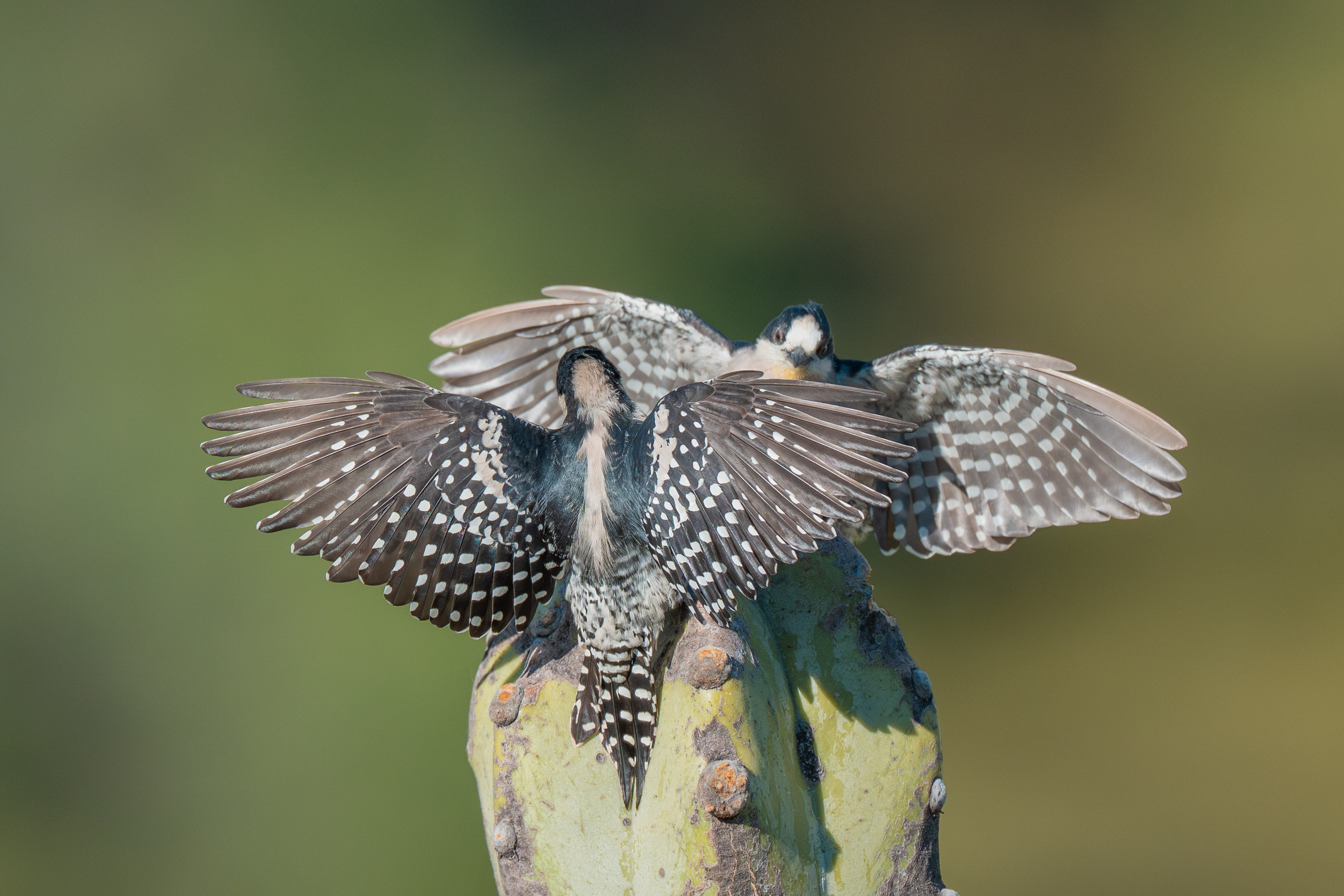 Carpinteros. Nature photographer Yuri Soria-Galvarro