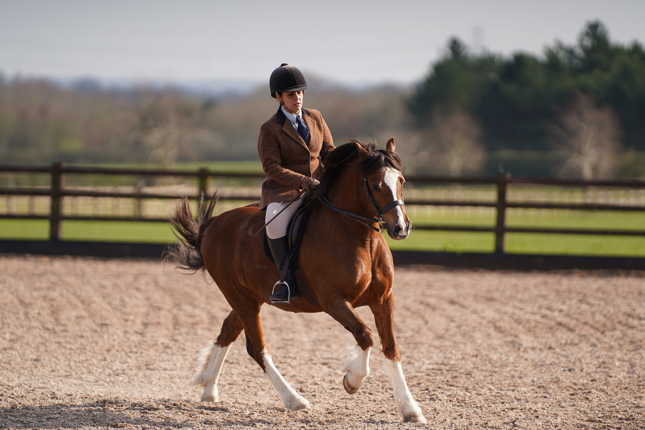 Showing. Leicestershire Equine Photography by El | Authentic Equine Portraits & Events