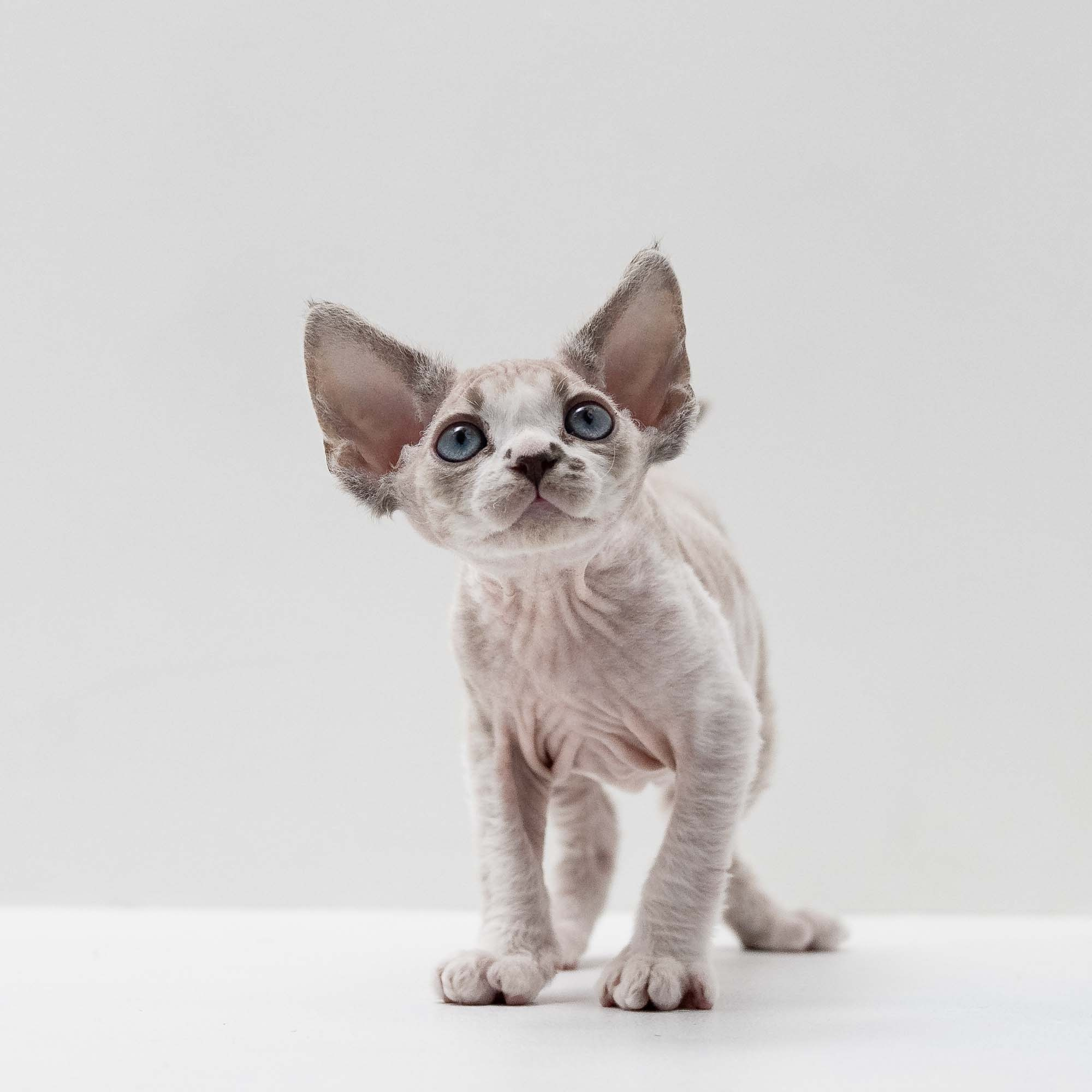 Frank, boy, born on 01.01.25. Devon Rex Pixie Cattery