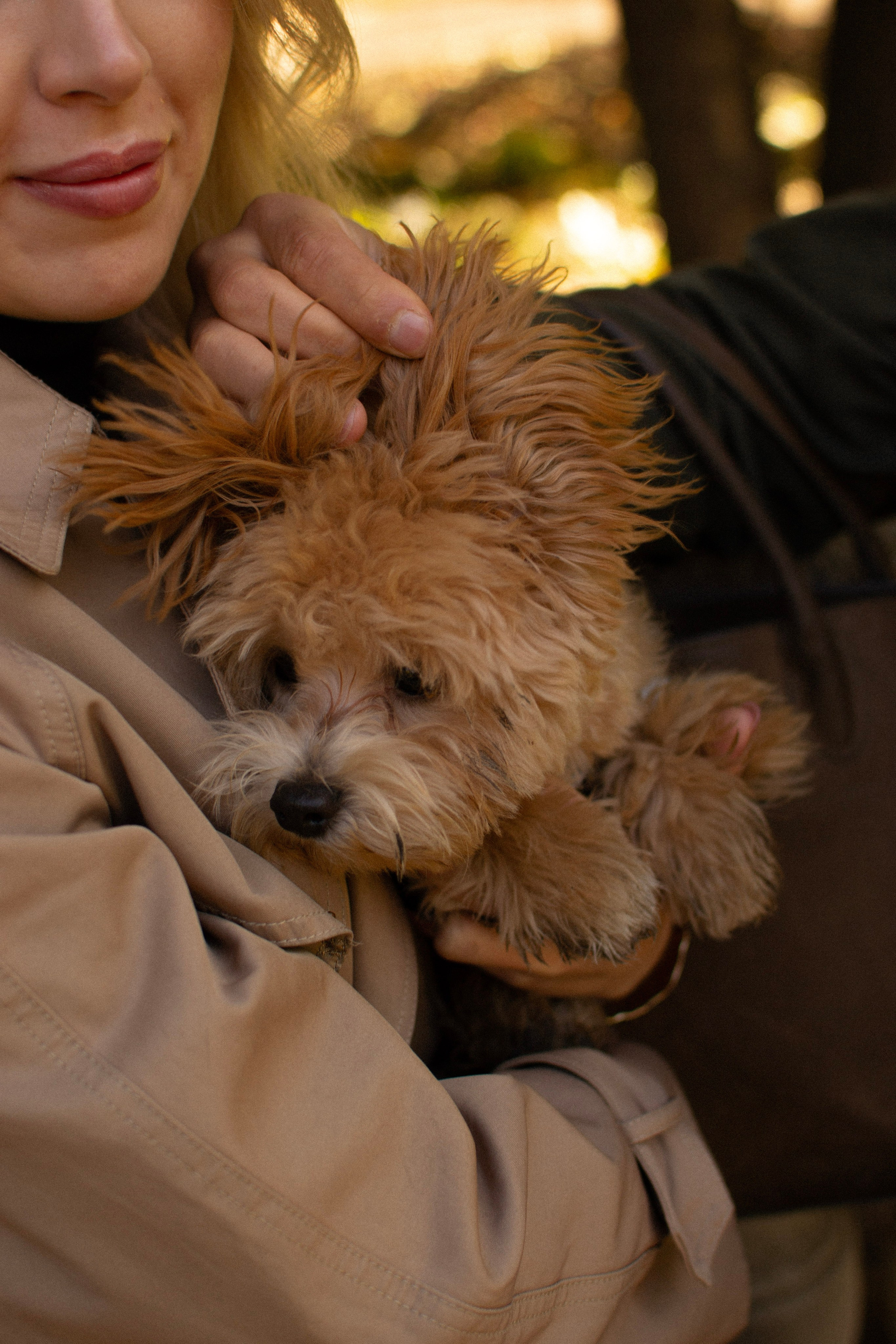 Barney, Nastya et Kolya. Photographe animalier à Paris Anna Pereira