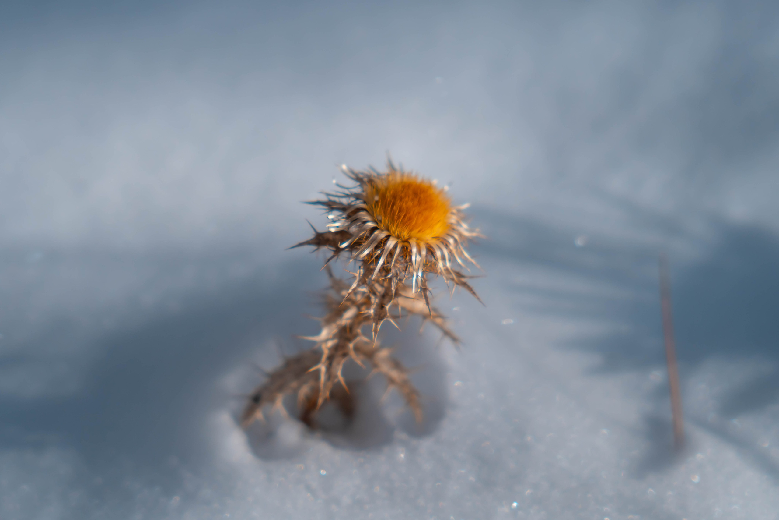 Vall Fosca, Invierno 2023. Alba del Norte Studio