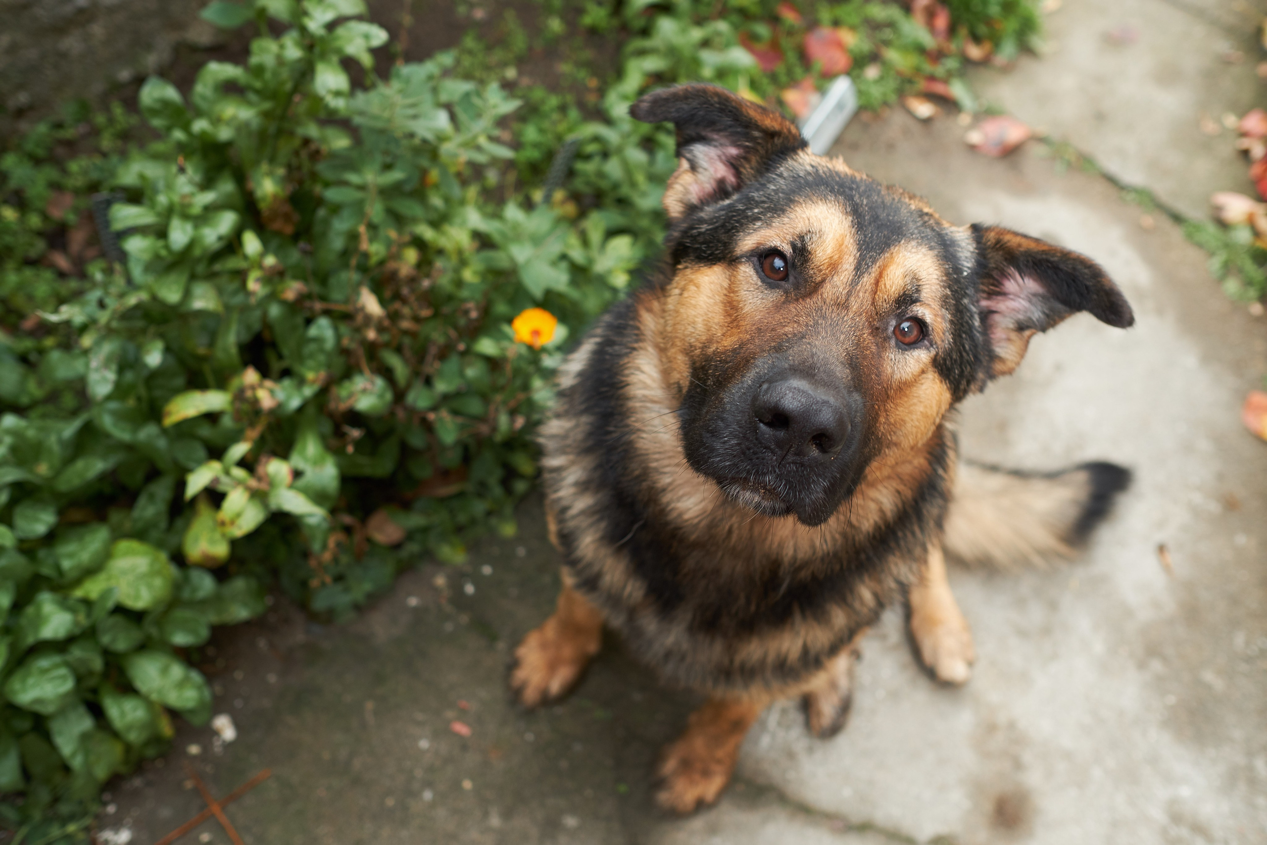 Câini. Pagina principală