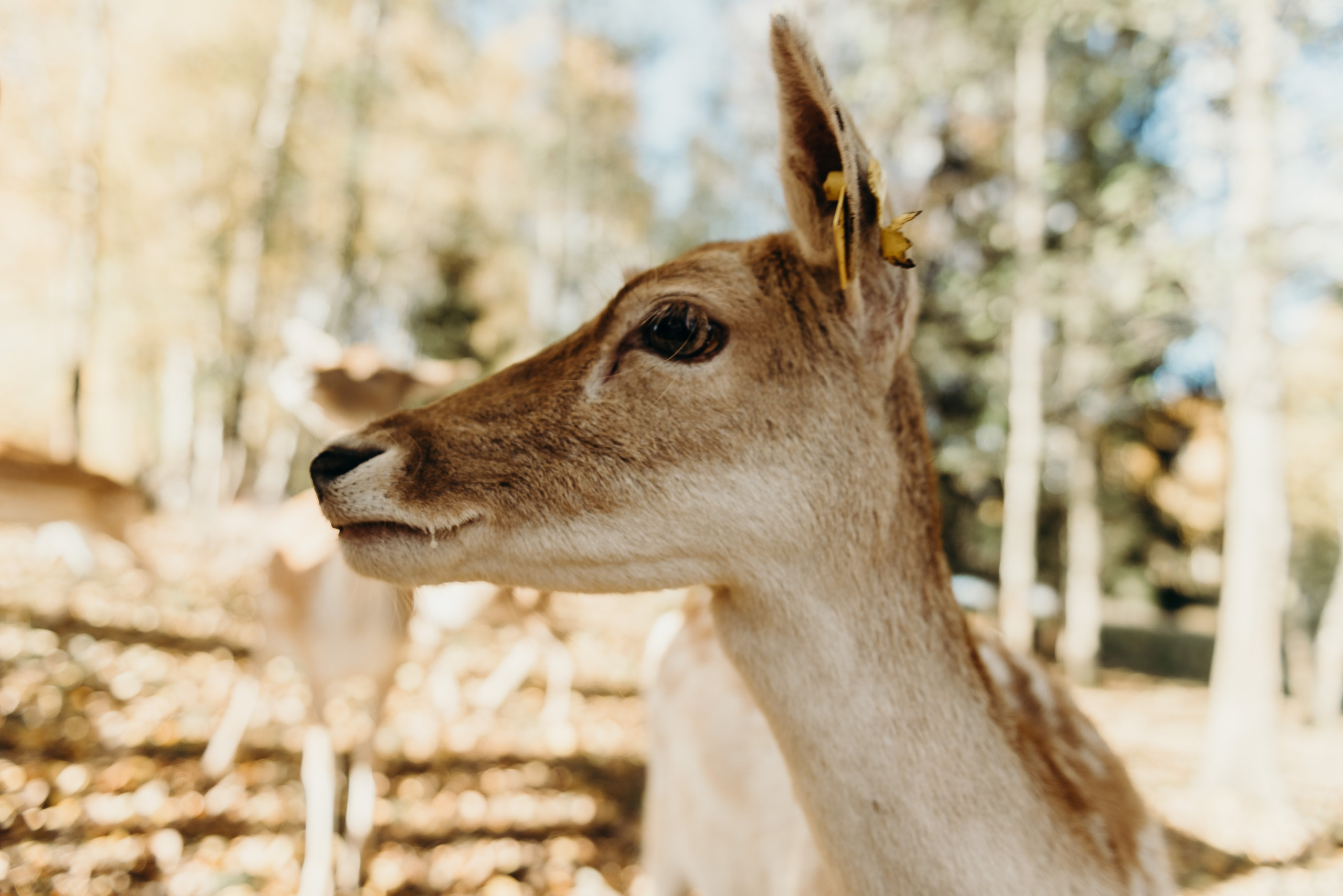 Briežu parks. Свадебный фотограф в Риге — Вячеслав Лучненков