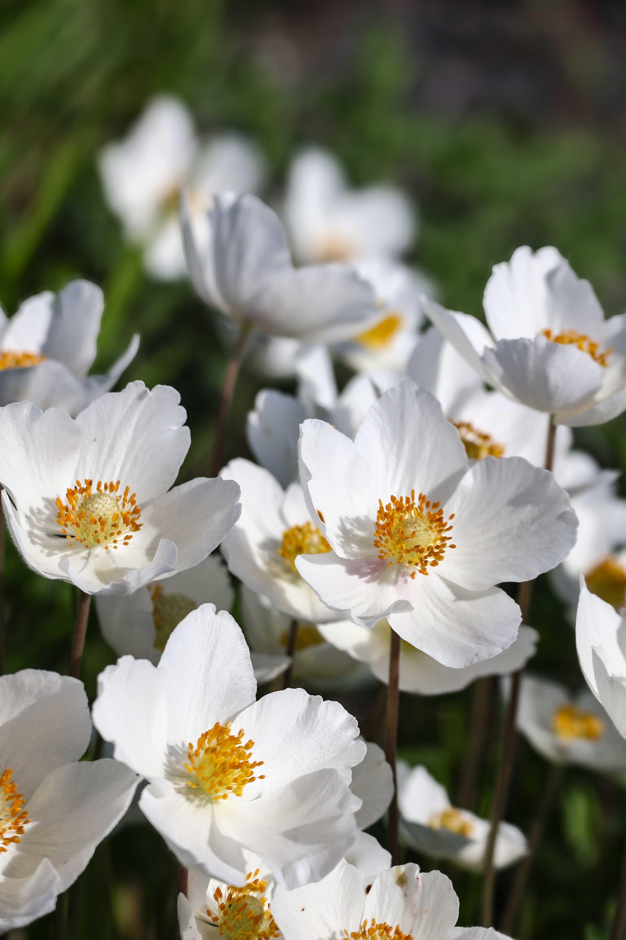 Hirschstetten Botanical Gardens