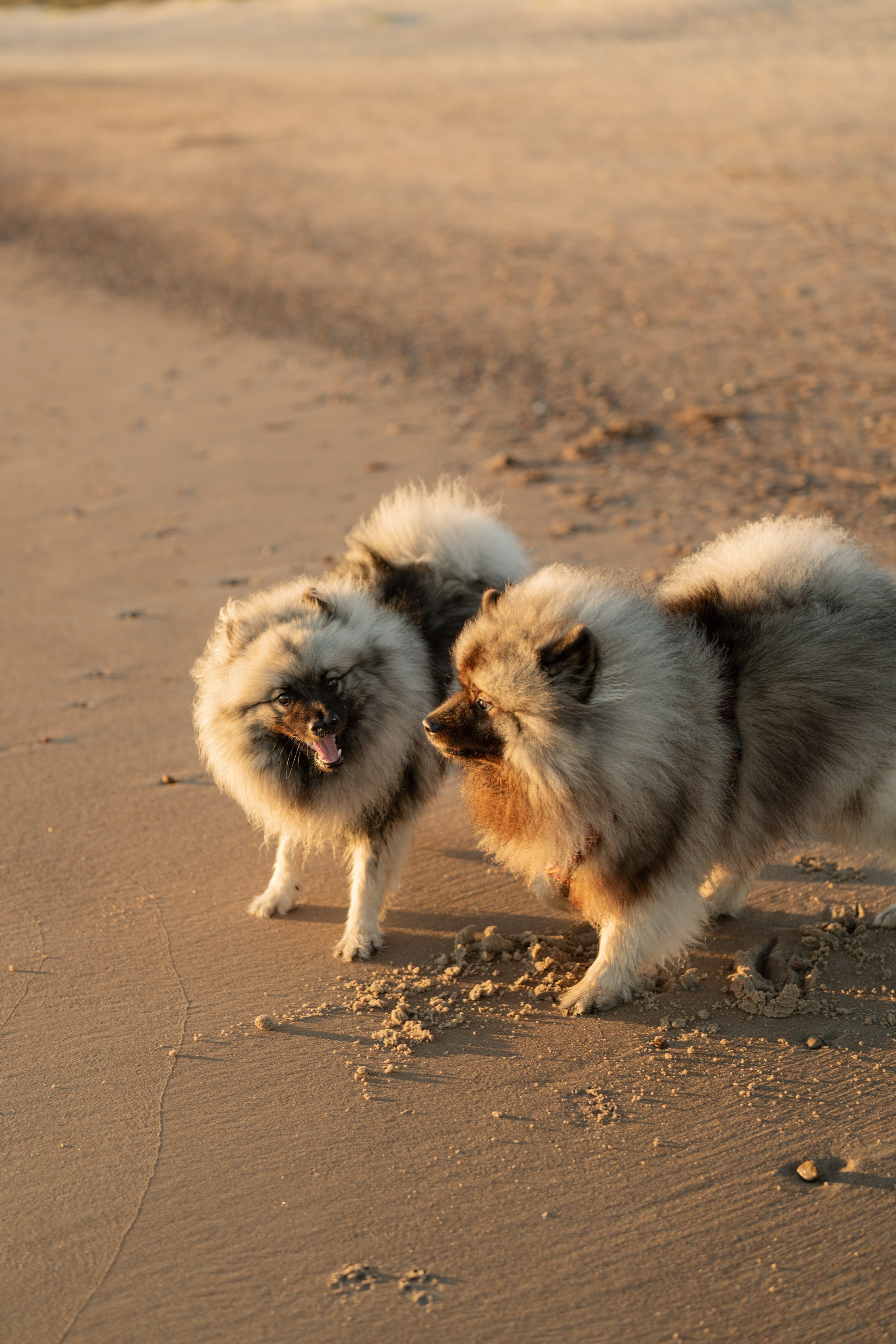 Rūta, Mindaugas, Yuma ir Meila. Vita Klimaševska ○ Fluffy Soulmate Photography