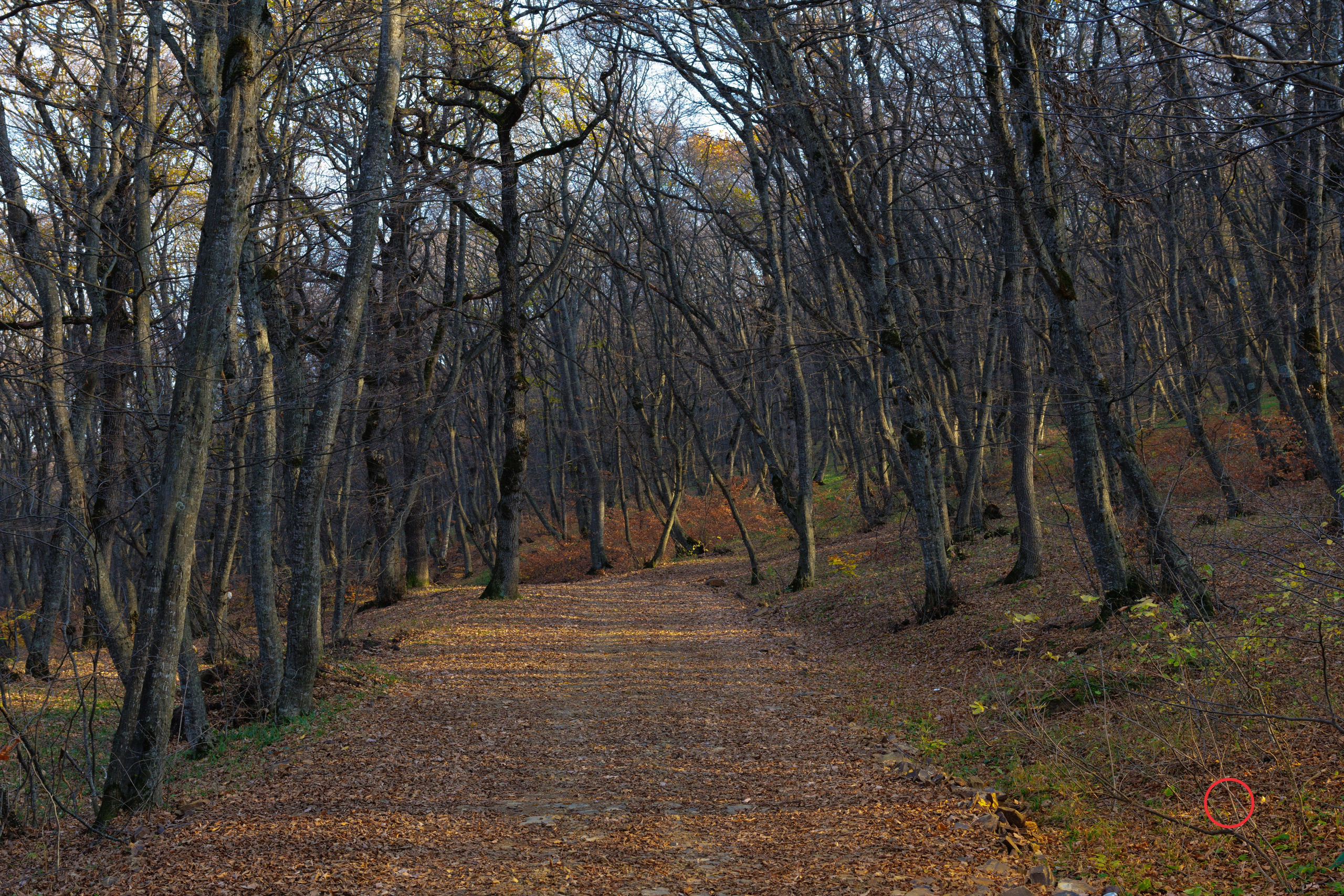 ტყე შემოდგომისა. FramefreeMan