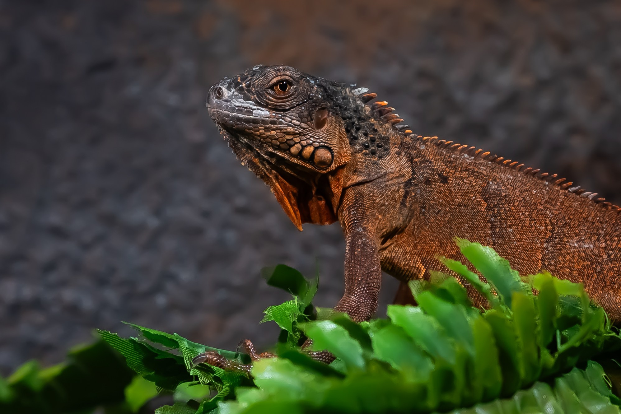 Reptile. Bycristinaciobanu