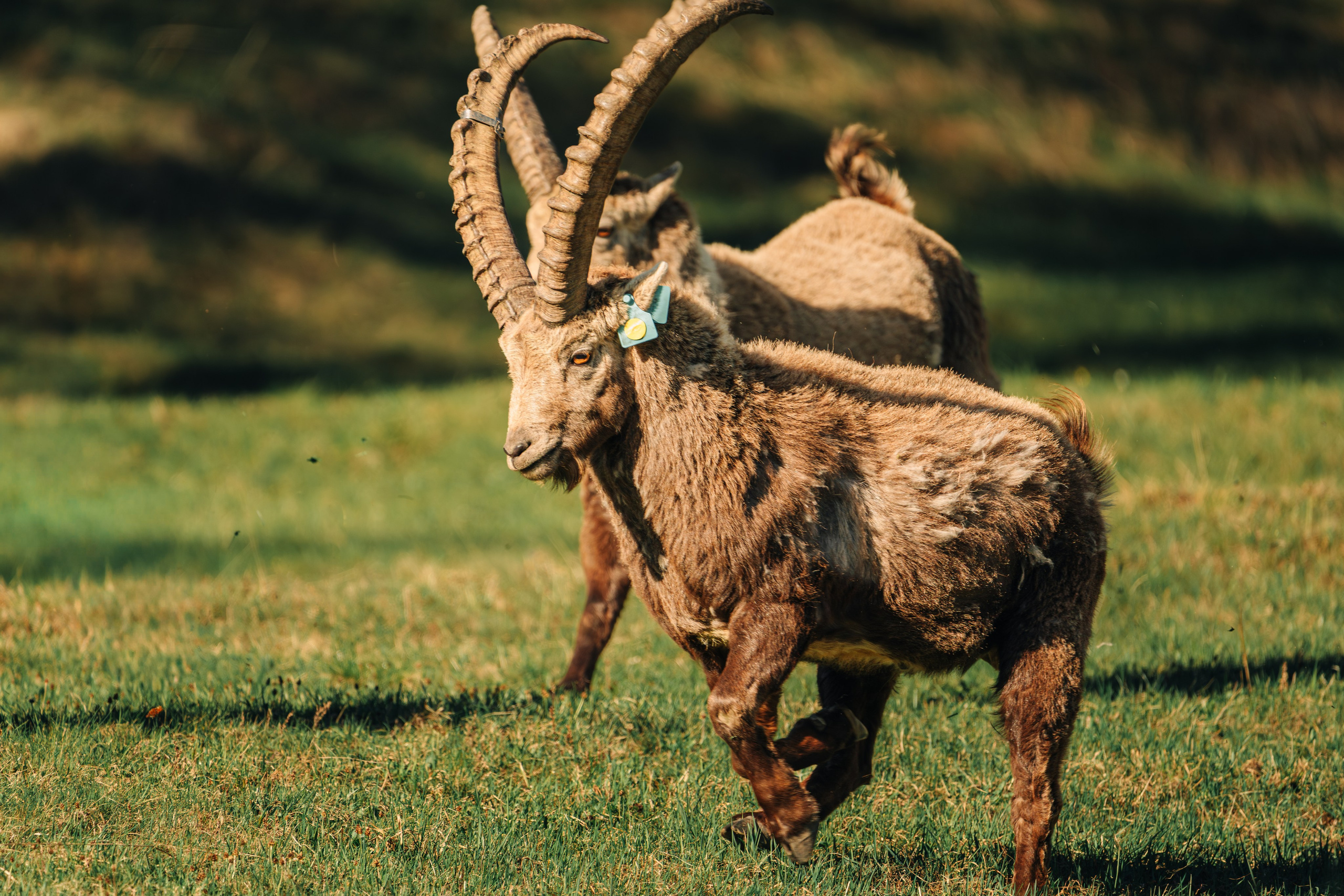 Capricorns in Pontresina. Lutsenko Visuals — Photography & Visual Content