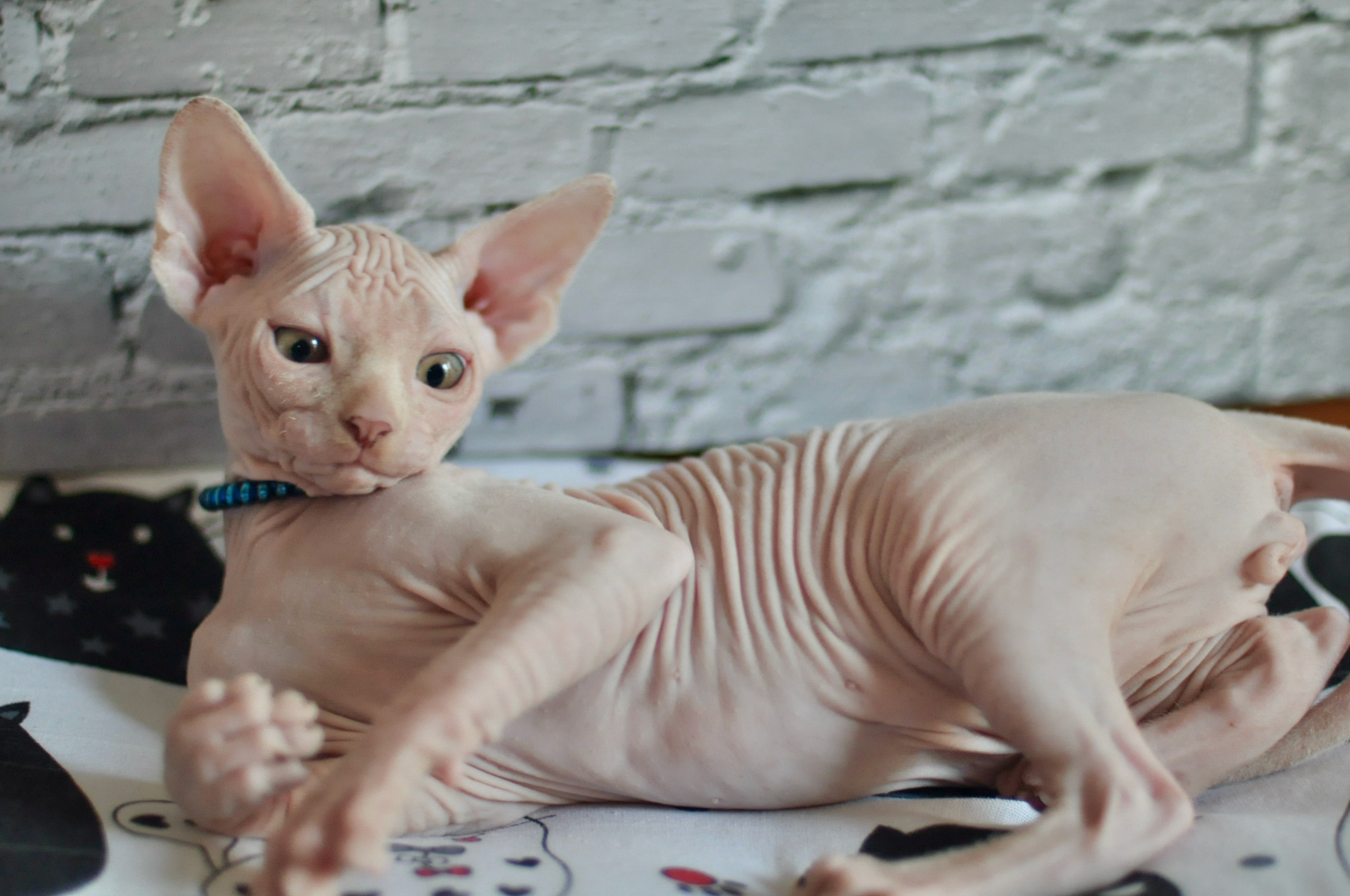 Boy (♂) 2 Blue Collar DOB 09/03/2022, color — White (W) yellow eyed. Εκτροφείο γάτες Σφίγγα στην Λεμεσό, Κύπρος