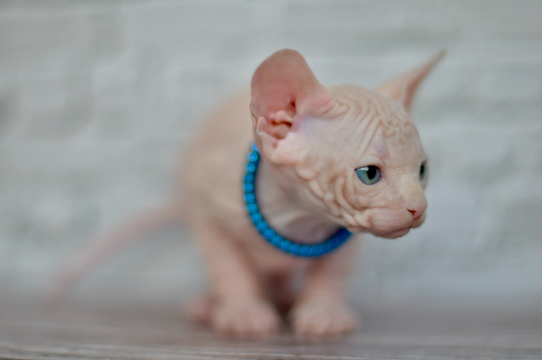 Boy (♂) 2 Blue Collar DOB 09/03/2022, color — White (W) yellow eyed. Εκτροφείο γάτες Σφίγγα στην Λεμεσό, Κύπρος