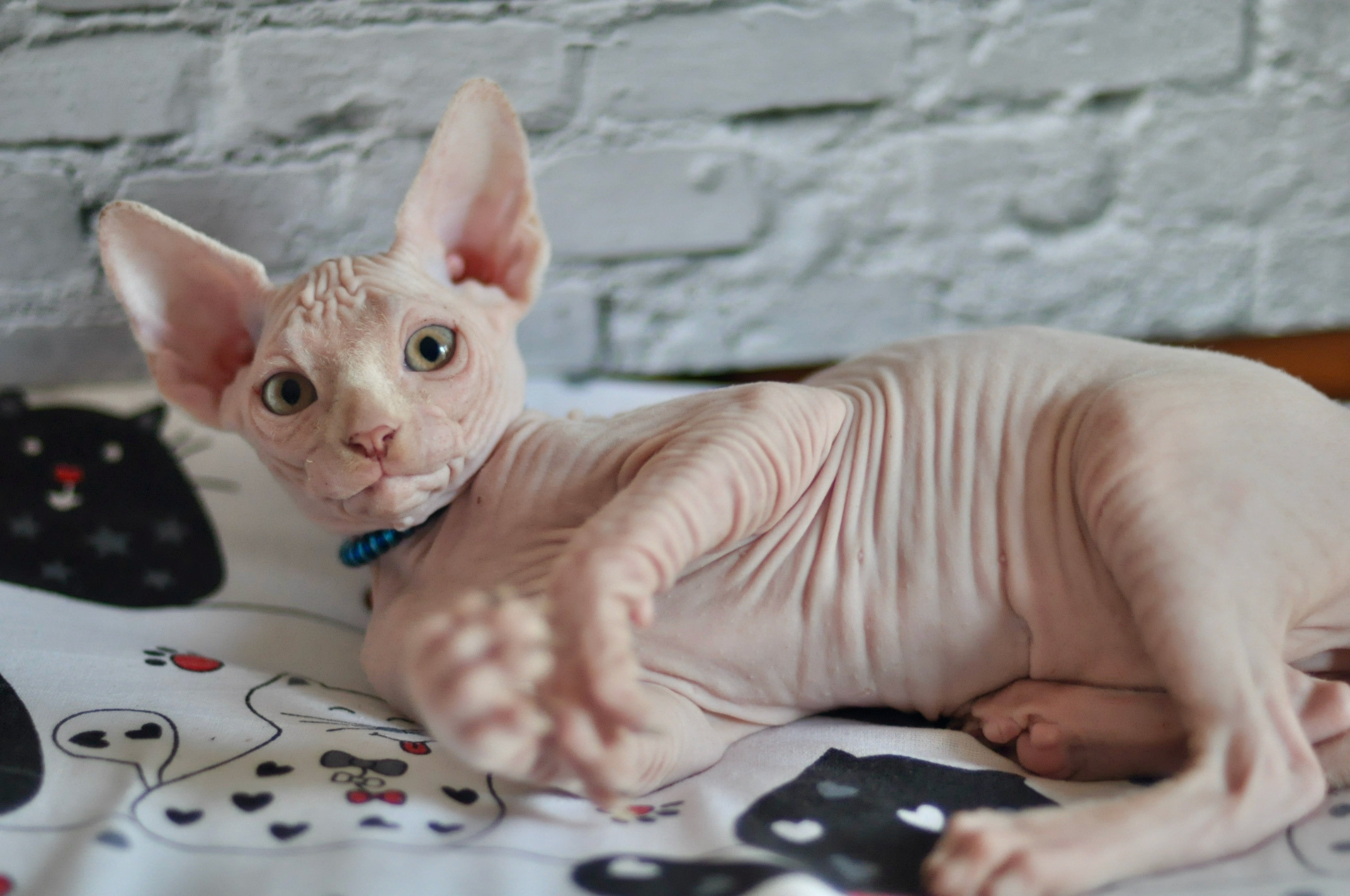 Boy (♂) 2 Blue Collar DOB 09/03/2022, color — White (W) yellow eyed. Εκτροφείο γάτες Σφίγγα στην Λεμεσό, Κύπρος