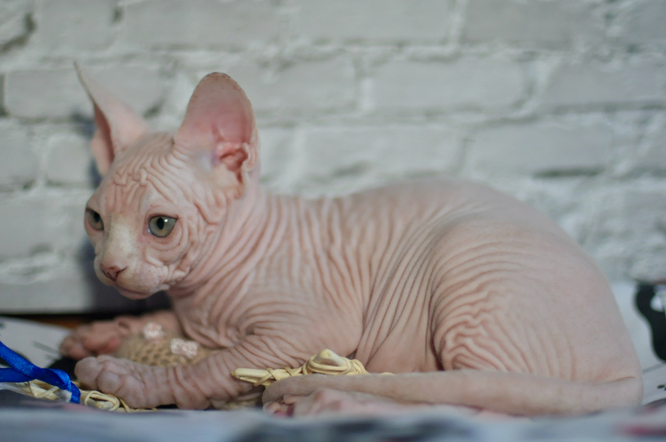 Boy (♂) 1 Brown Collar DOB 09/03/2022, color — White (W) yellow eyed. Εκτροφείο γάτες Σφίγγα στην Λεμεσό, Κύπρος