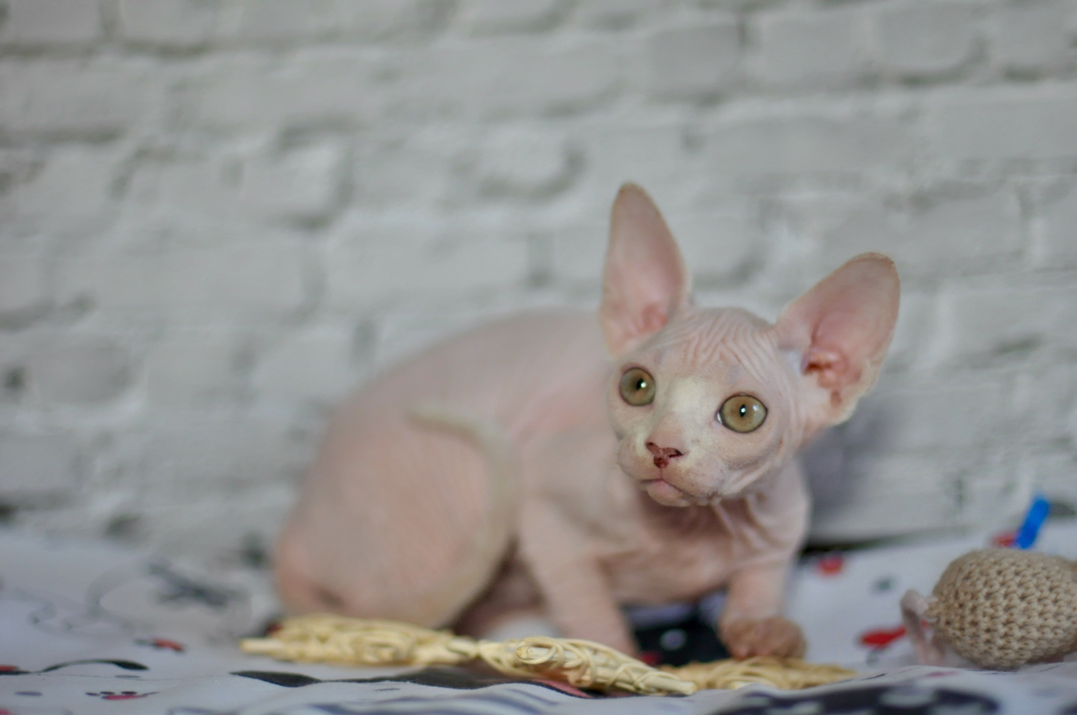 Sphynx Kittens Lëtzebuerg, Chatons Sphynx Luxembourg, Sphynx-Kätzchen Luxemburg
