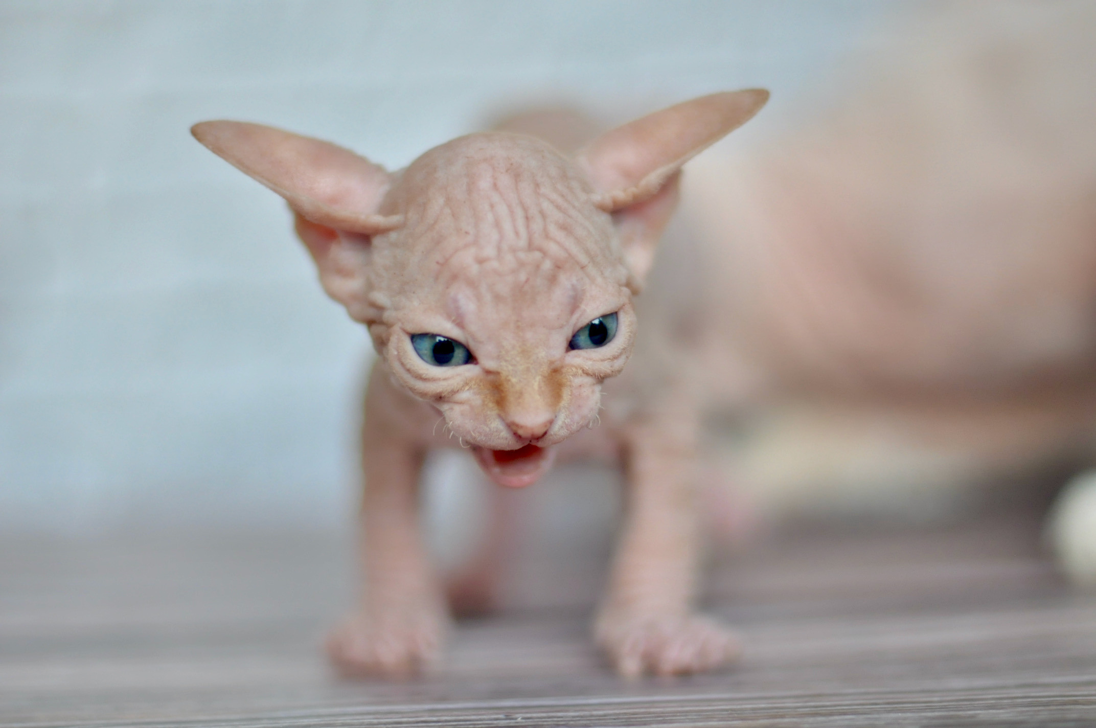 Sphynx kittens UK, Sphynx kittens United Kingdom, Sphynx kittens GB, Sphynx kittens Great Britain, Sphynx kittens London, Sphynx UK, Sphynx United Kingdom, Sphynx GB, Sphynx Great Britain, Sphynx London