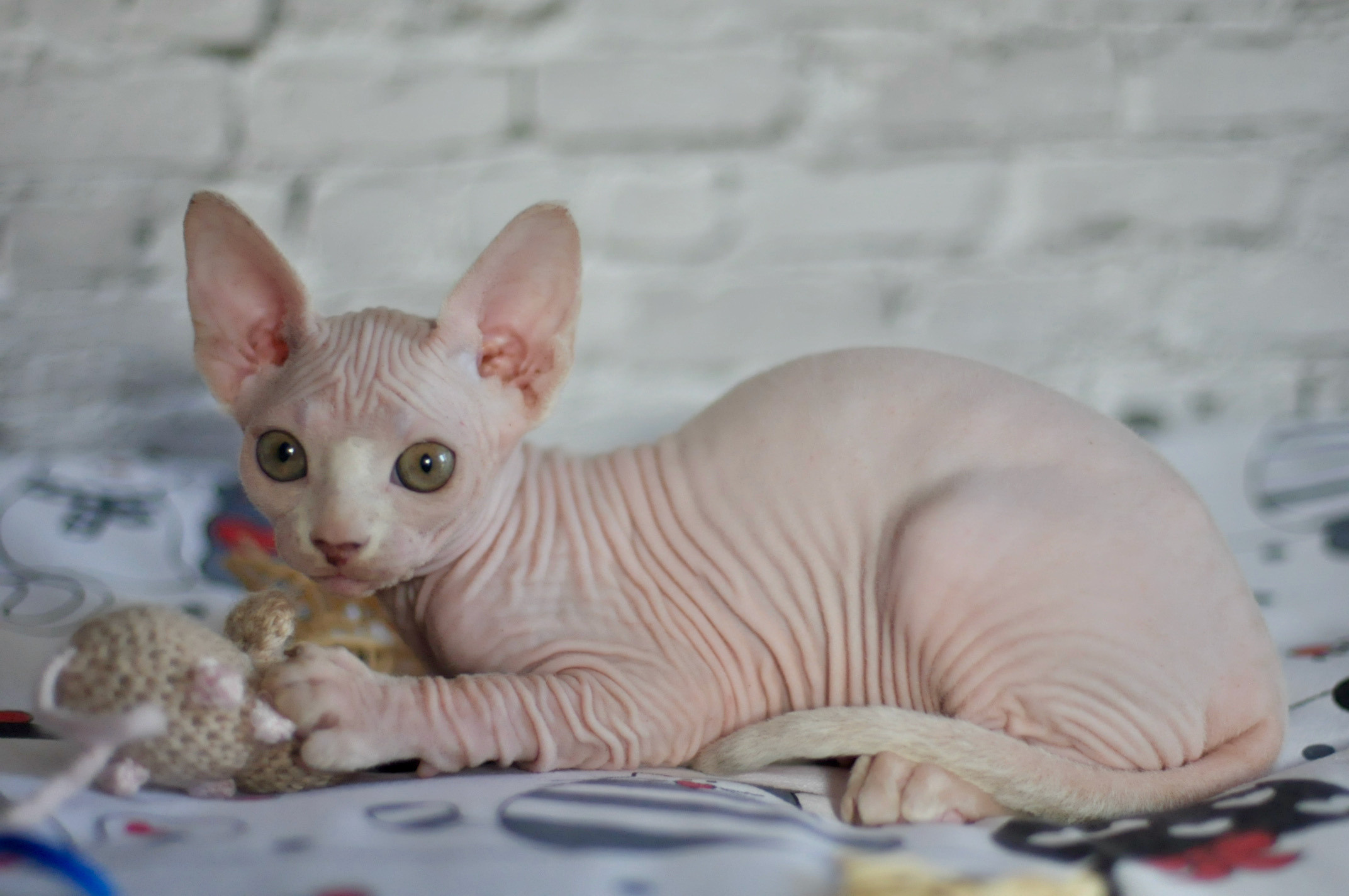 Sphynx Kittens Lëtzebuerg, Chatons Sphynx Luxembourg, Sphynx-Kätzchen Luxemburg
