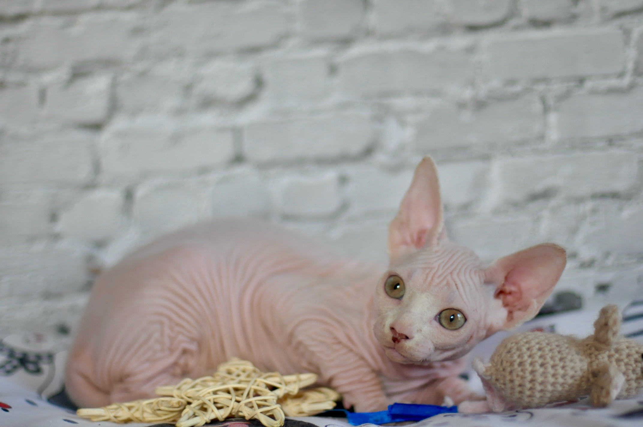 Sphynx Kittens Lëtzebuerg, Chatons Sphynx Luxembourg, Sphynx-Kätzchen Luxemburg