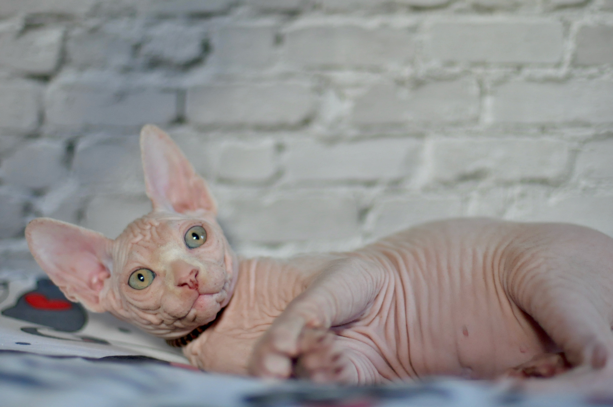 Boy (♂) 1 Brown Collar DOB 09/03/2022, color — White (W) yellow eyed. Εκτροφείο γάτες Σφίγγα στην Λεμεσό, Κύπρος