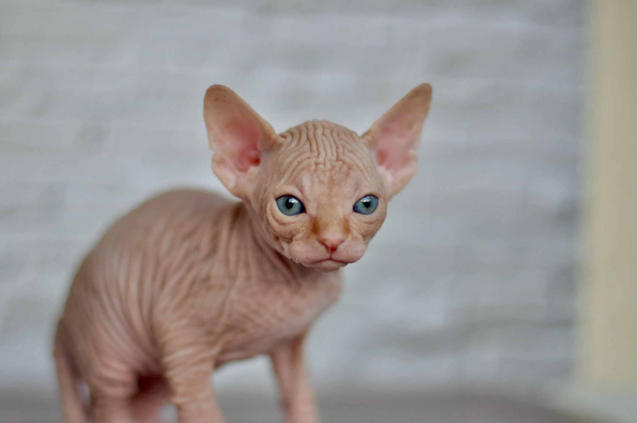 Sphynx kittens UK, Sphynx kittens United Kingdom, Sphynx kittens GB, Sphynx kittens Great Britain, Sphynx kittens London, Sphynx UK, Sphynx United Kingdom, Sphynx GB, Sphynx Great Britain, Sphynx London