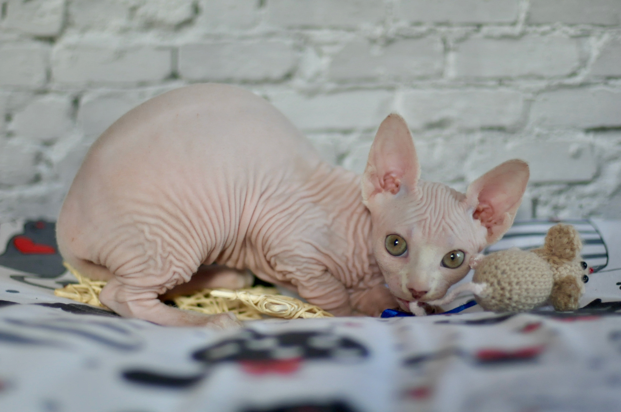 Sphynx Kittens Lëtzebuerg, Chatons Sphynx Luxembourg, Sphynx-Kätzchen Luxemburg