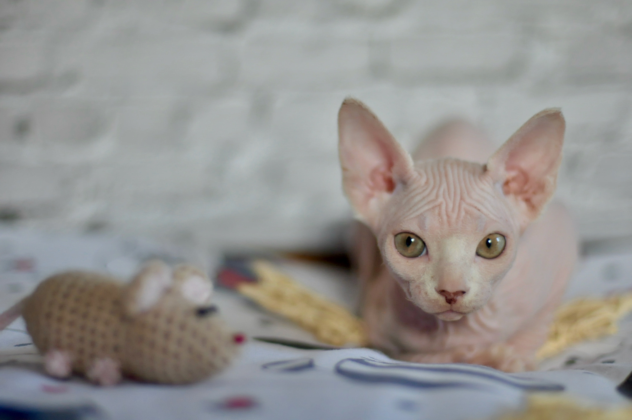 Sphynx Kittens Lëtzebuerg, Chatons Sphynx Luxembourg, Sphynx-Kätzchen Luxemburg