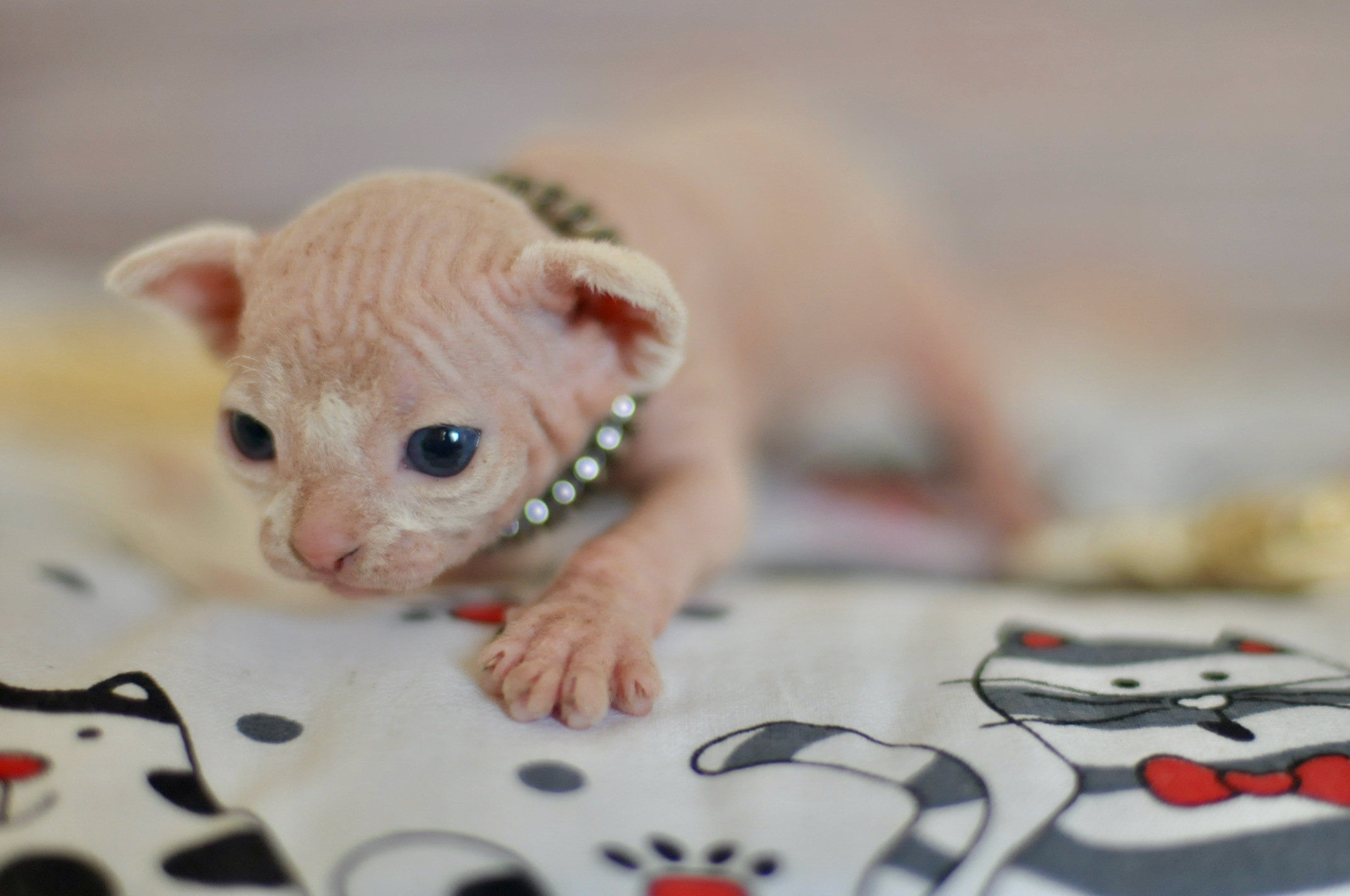 Sphynx Kittens Lëtzebuerg, Chatons Sphynx Luxembourg, Sphynx-Kätzchen Luxemburg