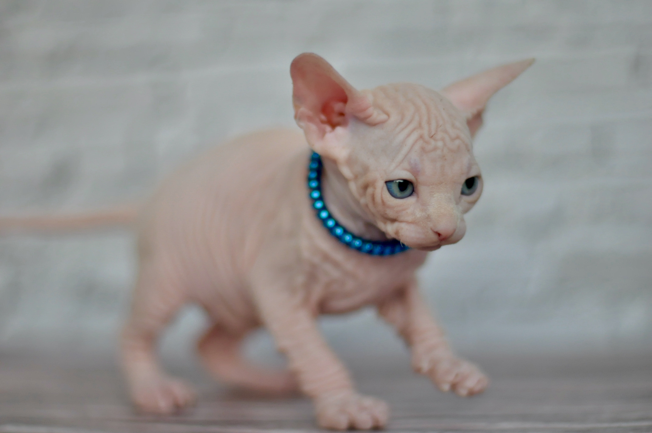 Boy (♂) 2 Blue Collar DOB 09/03/2022, color — White (W) yellow eyed. Εκτροφείο γάτες Σφίγγα στην Λεμεσό, Κύπρος