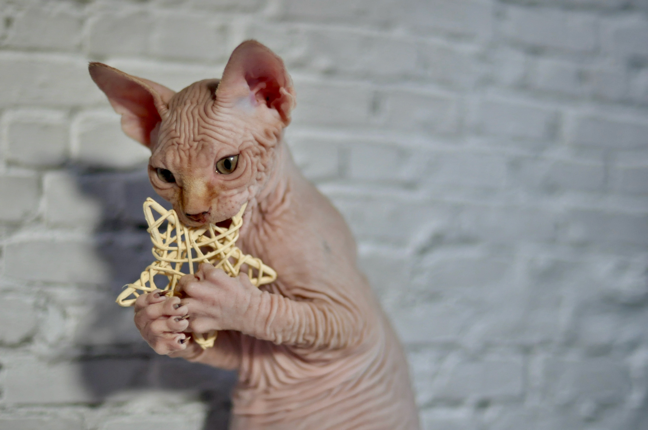 Sphynx kittens UK, Sphynx kittens United Kingdom, Sphynx kittens GB, Sphynx kittens Great Britain, Sphynx kittens London, Sphynx UK, Sphynx United Kingdom, Sphynx GB, Sphynx Great Britain, Sphynx London