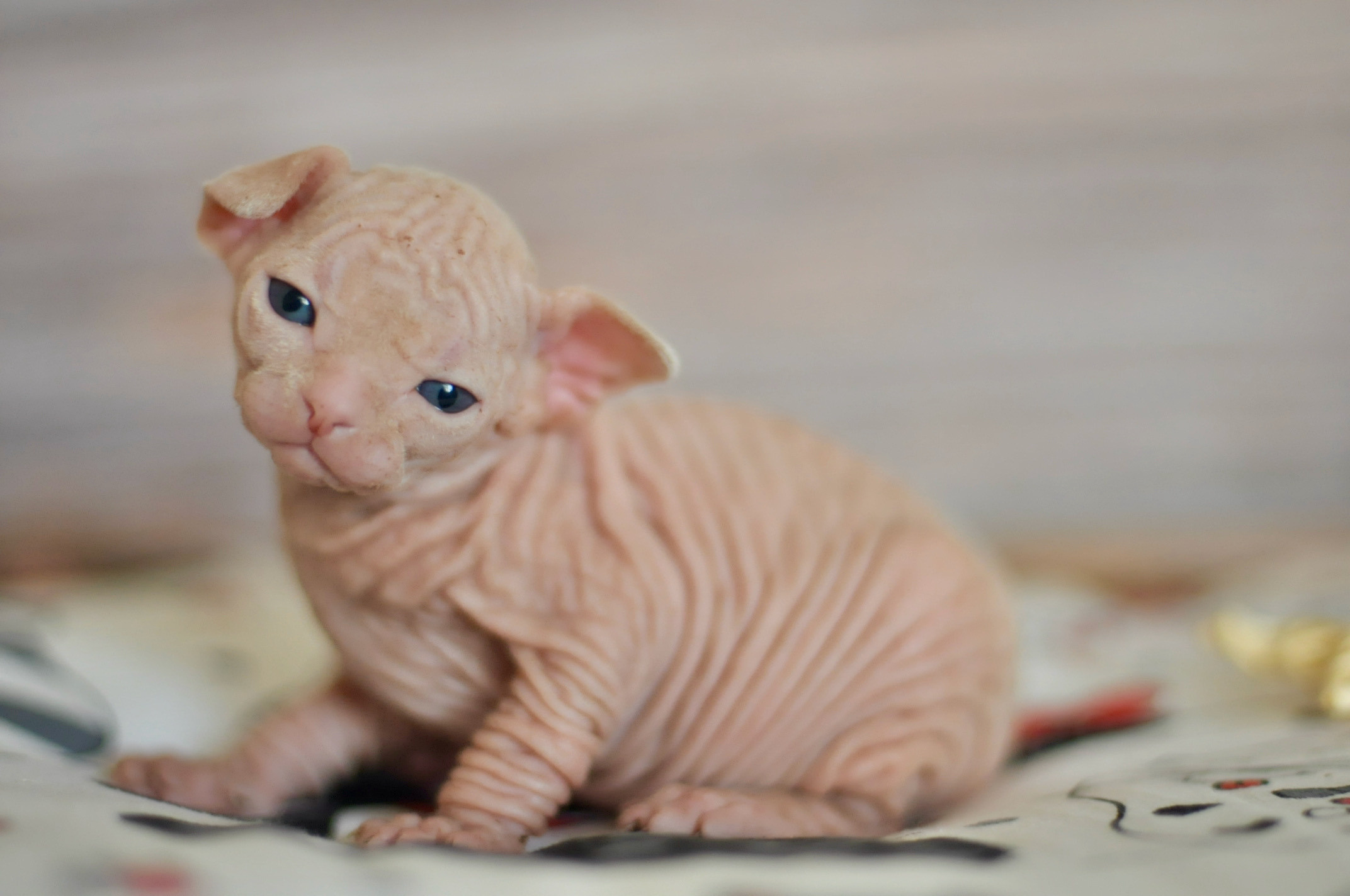 Boy (♂) 2 Blue Collar DOB 09/03/2022, color — White (W) yellow eyed. Εκτροφείο γάτες Σφίγγα στην Λεμεσό, Κύπρος