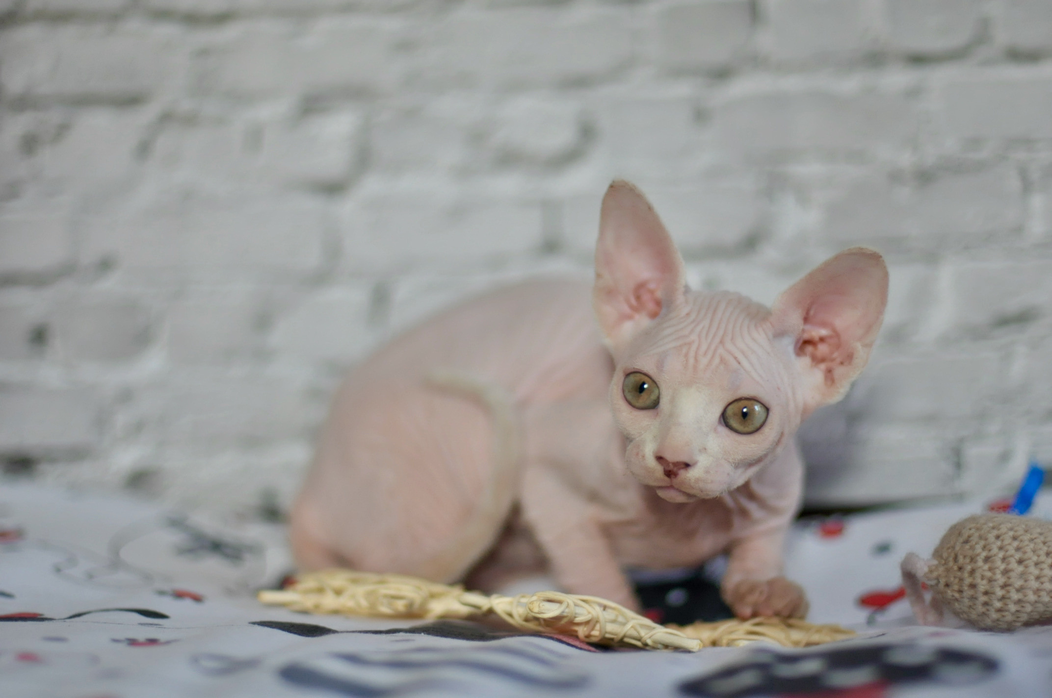 Sphynx Kittens Lëtzebuerg, Chatons Sphynx Luxembourg, Sphynx-Kätzchen Luxemburg
