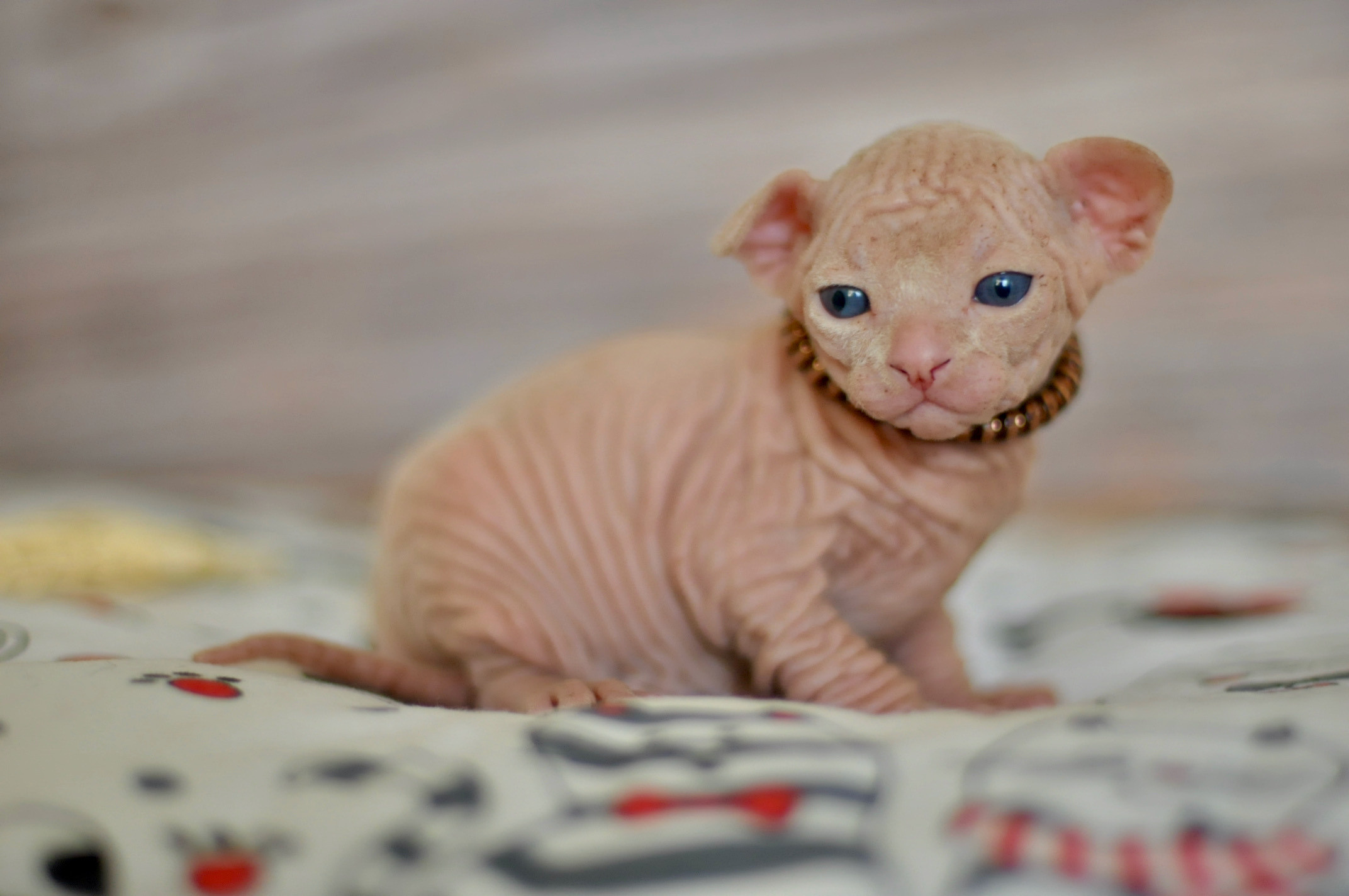 Boy (♂) 1 Brown Collar DOB 09/03/2022, color — White (W) yellow eyed. Εκτροφείο γάτες Σφίγγα στην Λεμεσό, Κύπρος
