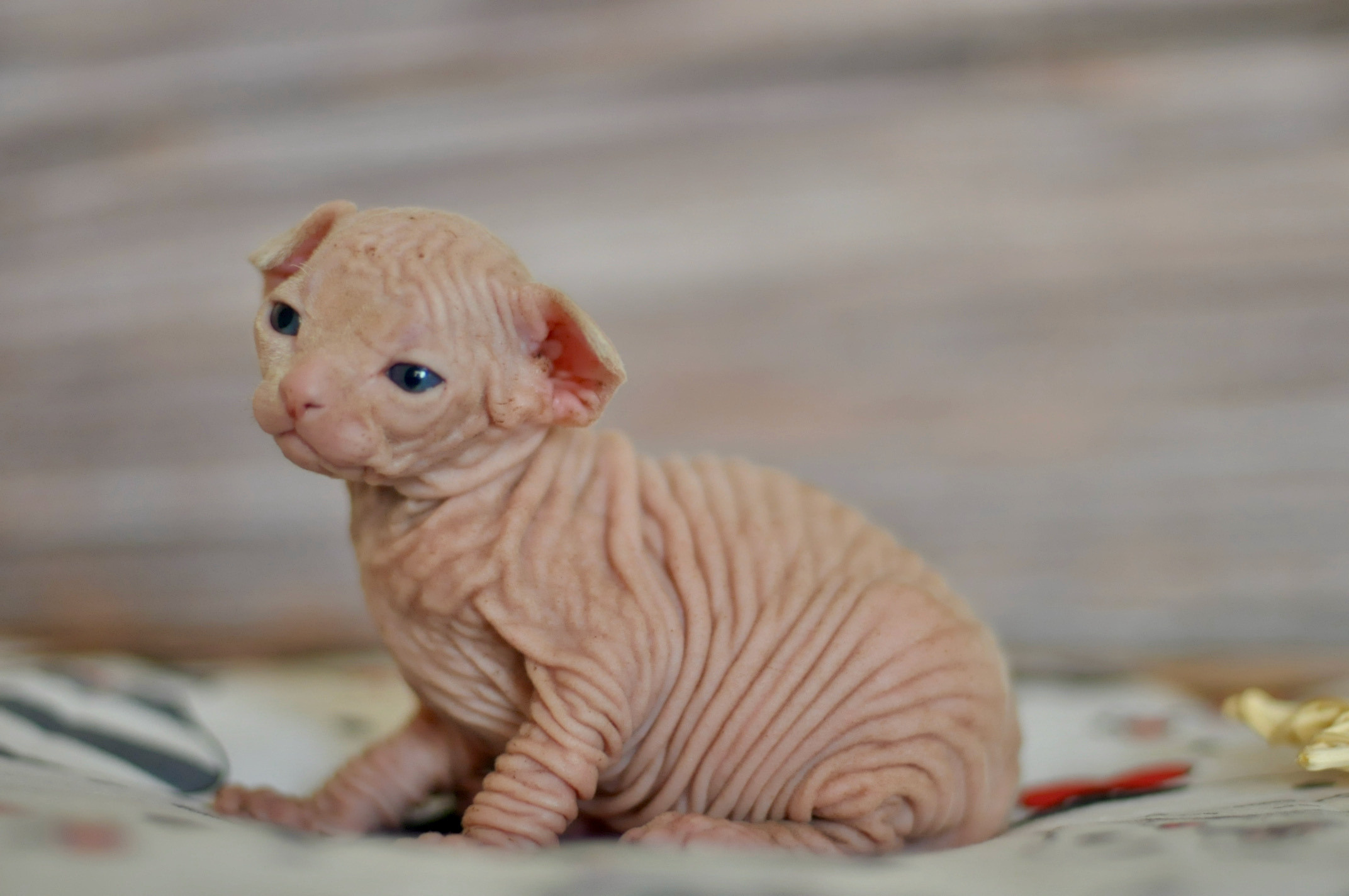 Boy (♂) 2 Blue Collar DOB 09/03/2022, color — White (W) yellow eyed. Εκτροφείο γάτες Σφίγγα στην Λεμεσό, Κύπρος